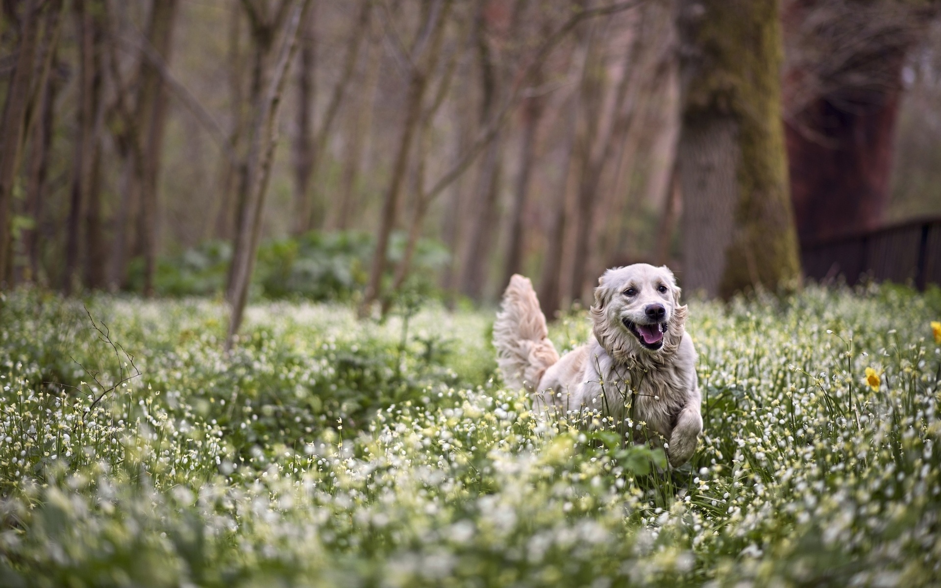 PCデスクトップに犬, 動物画像を無料でダウンロード