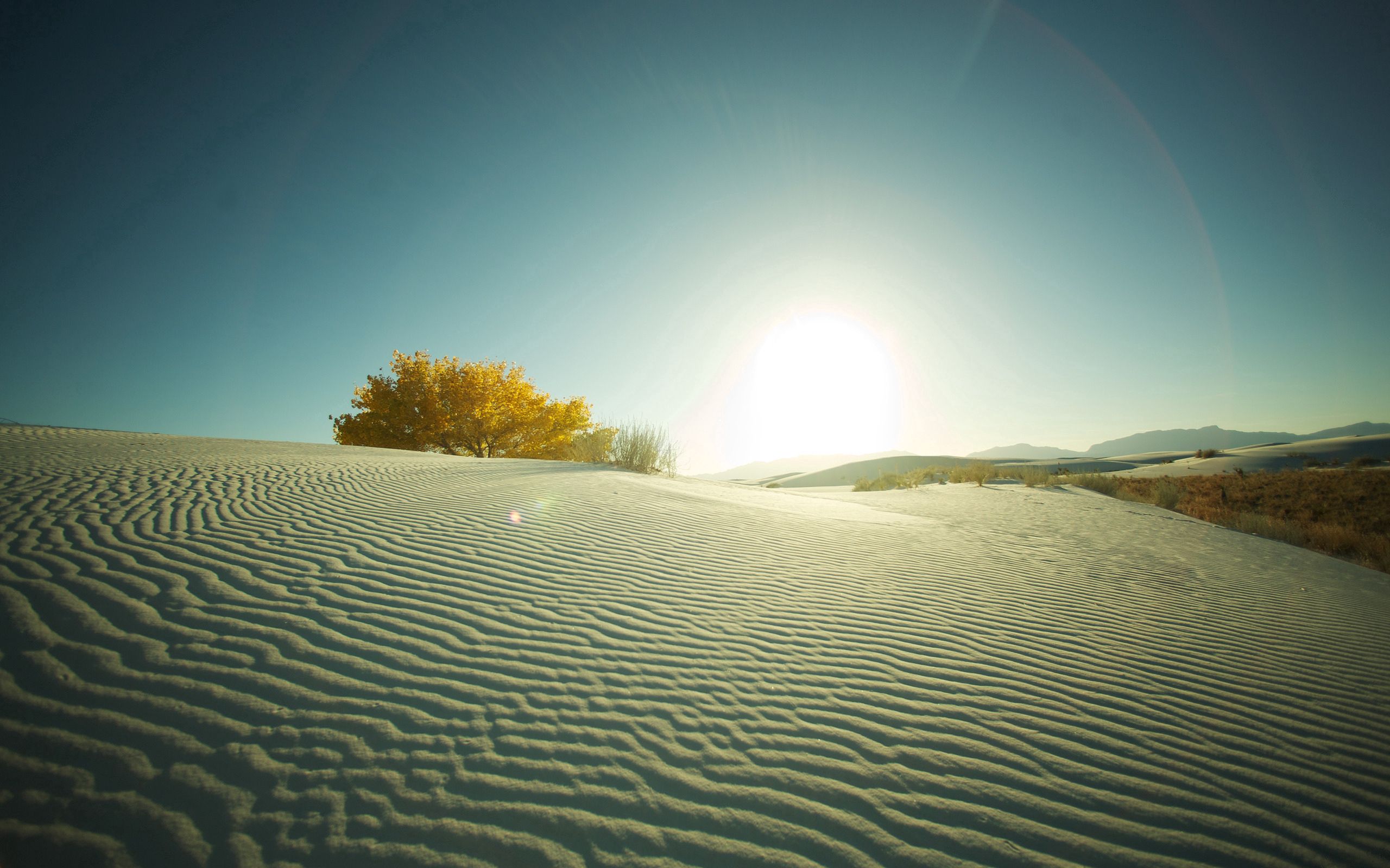 Free download wallpaper Nature, Sunset, Desert, Wood, Tree, Evening, Sand on your PC desktop