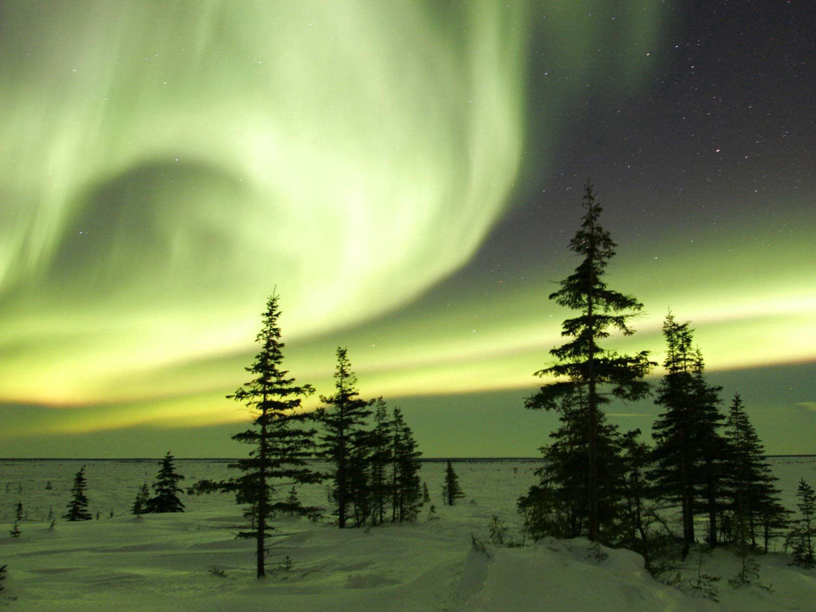 101922 Bild herunterladen natur, bäume, sky, übernachtung, nordlichter, aurora borealis - Hintergrundbilder und Bildschirmschoner kostenlos