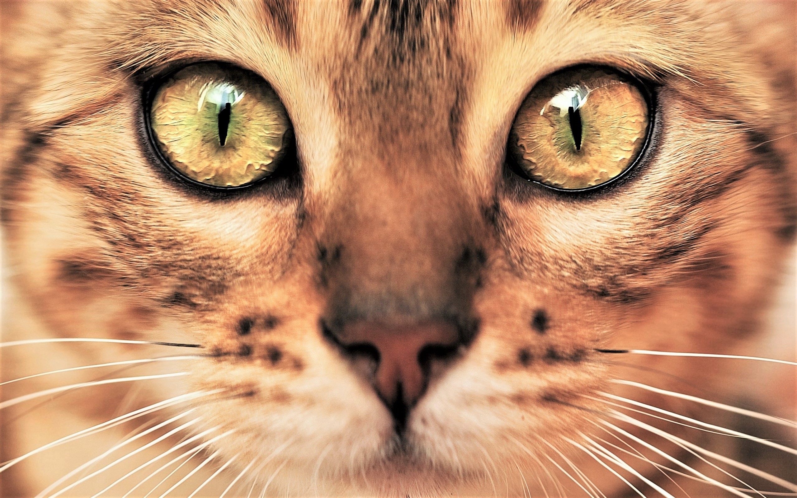 Free download wallpaper Cats, Cat, Close Up, Animal, Face, Eye on your PC desktop