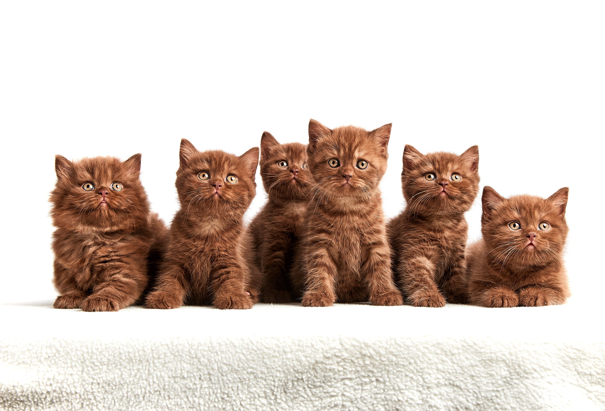 Free download wallpaper Cats, Cat, Kitten, Animal, Baby Animal on your PC desktop