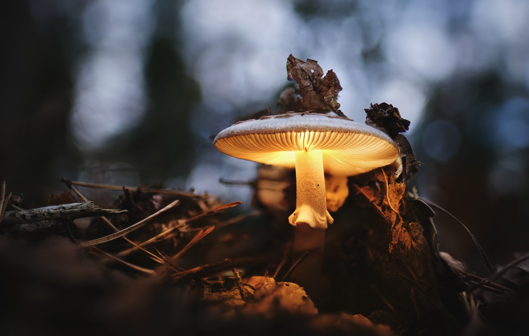 Handy-Wallpaper Makro, Pilz, Erde/natur kostenlos herunterladen.