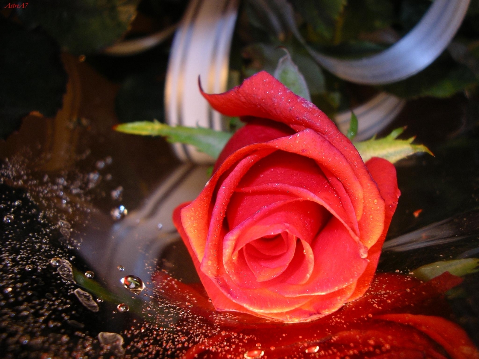 Descarga gratis la imagen Plantas, Roses, Postales, Flores en el escritorio de tu PC