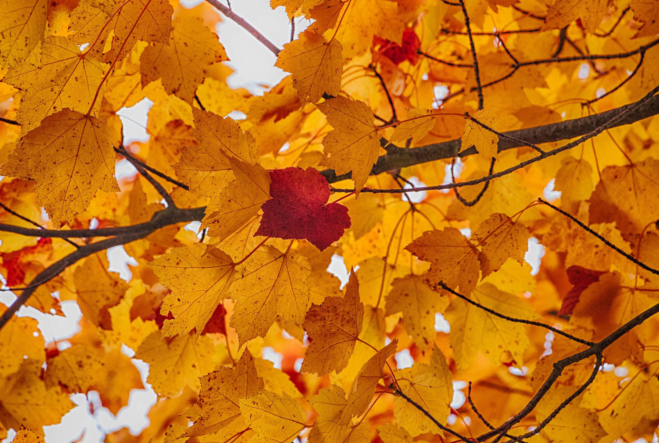 Baixe gratuitamente a imagem Natureza, Outono, Folha, Ramo, Terra/natureza na área de trabalho do seu PC