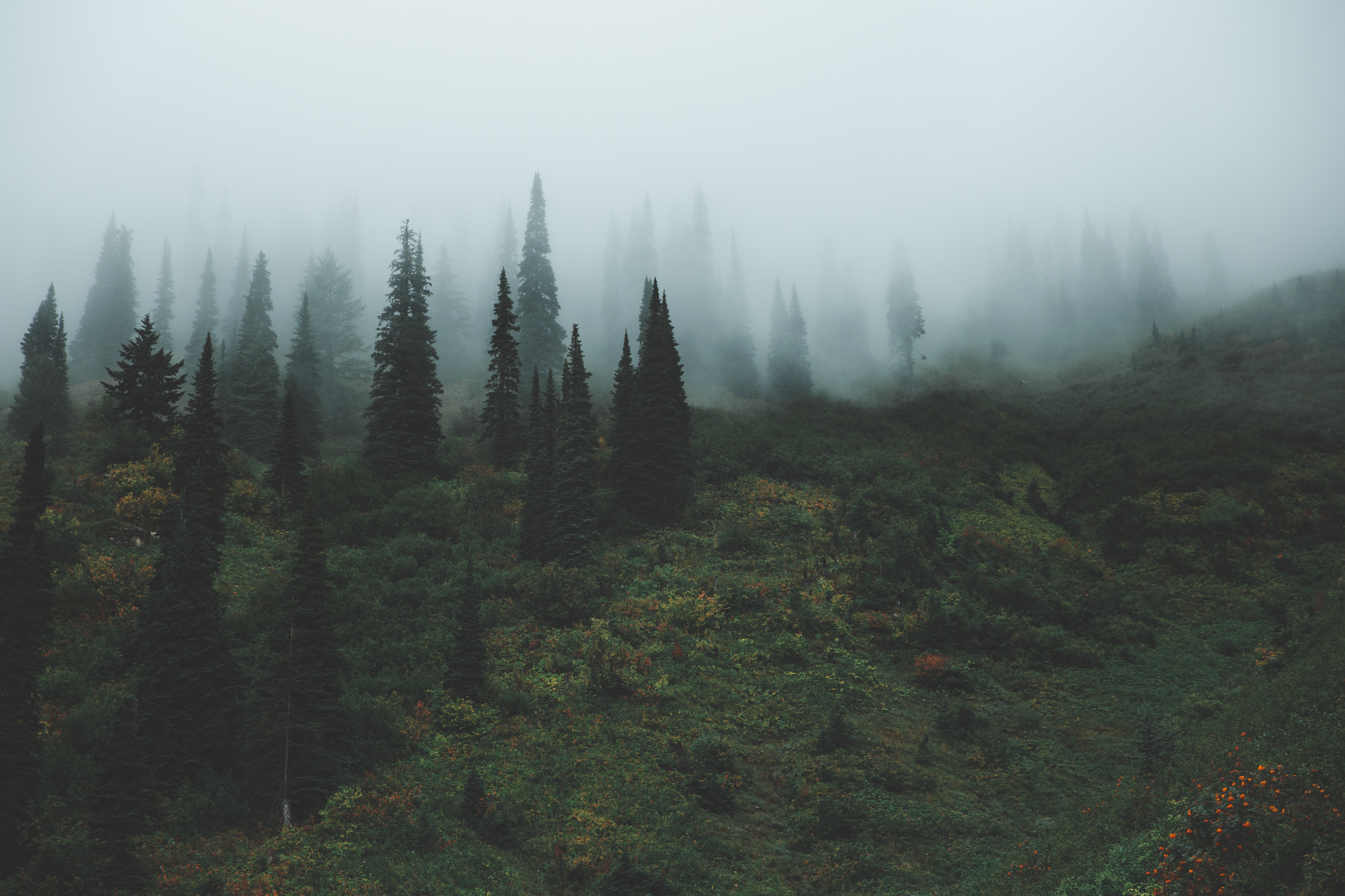 Скачать картинку Трава, Деревья, Туман, Природа в телефон бесплатно.