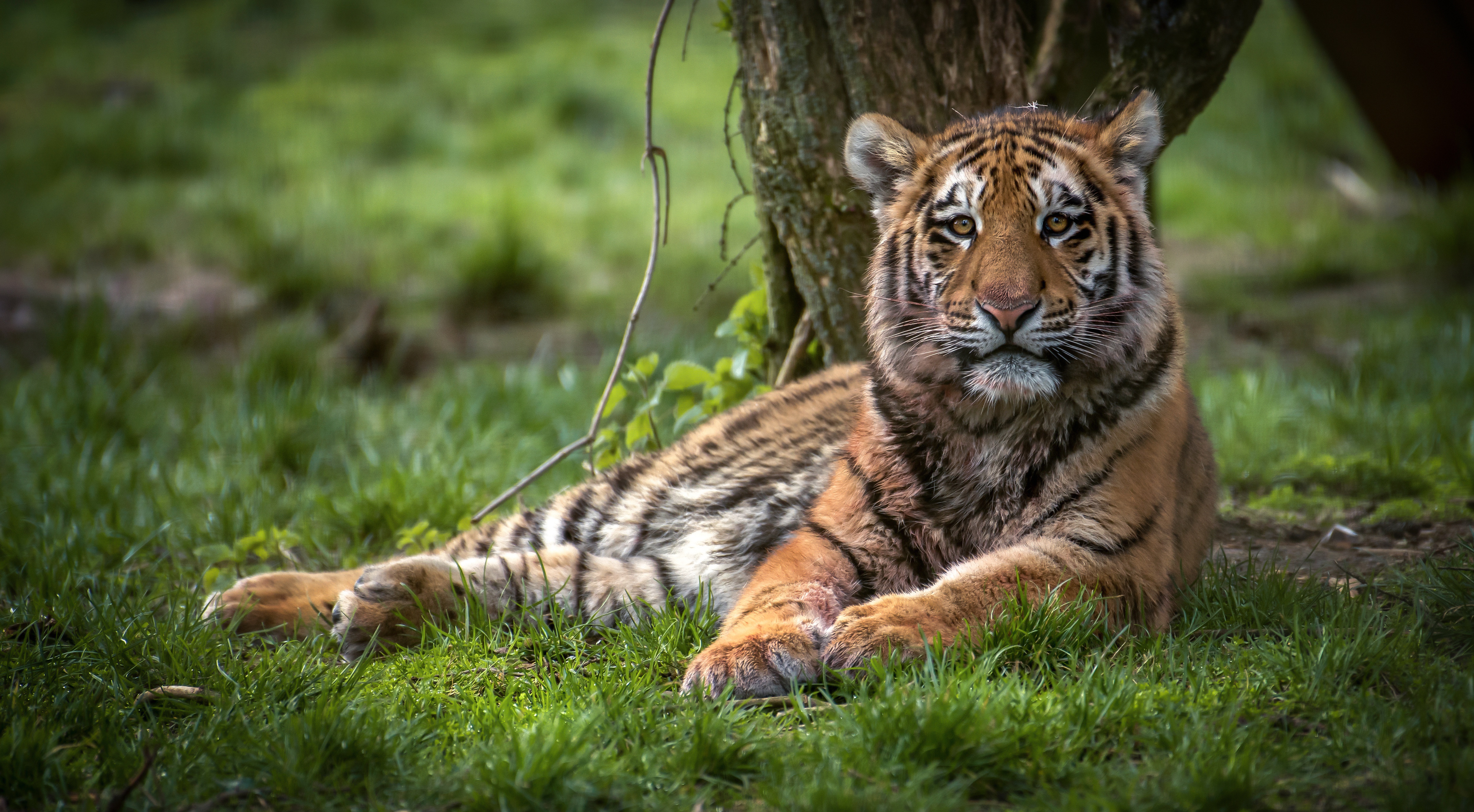 Baixar papel de parede para celular de Animais, Gatos, Tigre gratuito.