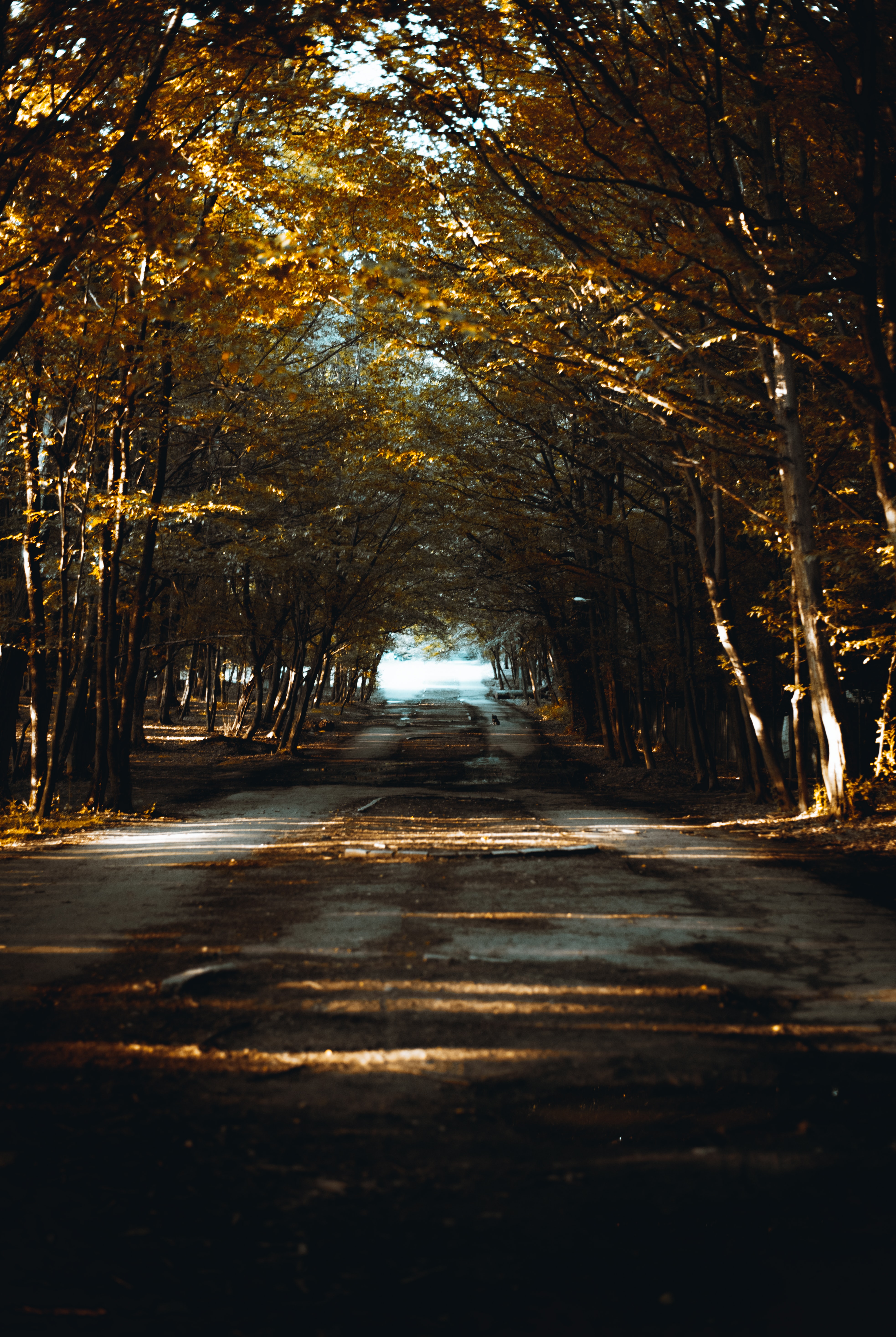 Full HD alley, nature, trees, beams, rays, road
