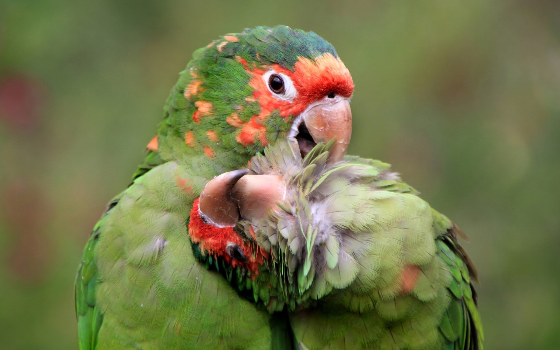 320591 Bild herunterladen tiere, papagei, vogel, liebe, ara, vögel - Hintergrundbilder und Bildschirmschoner kostenlos