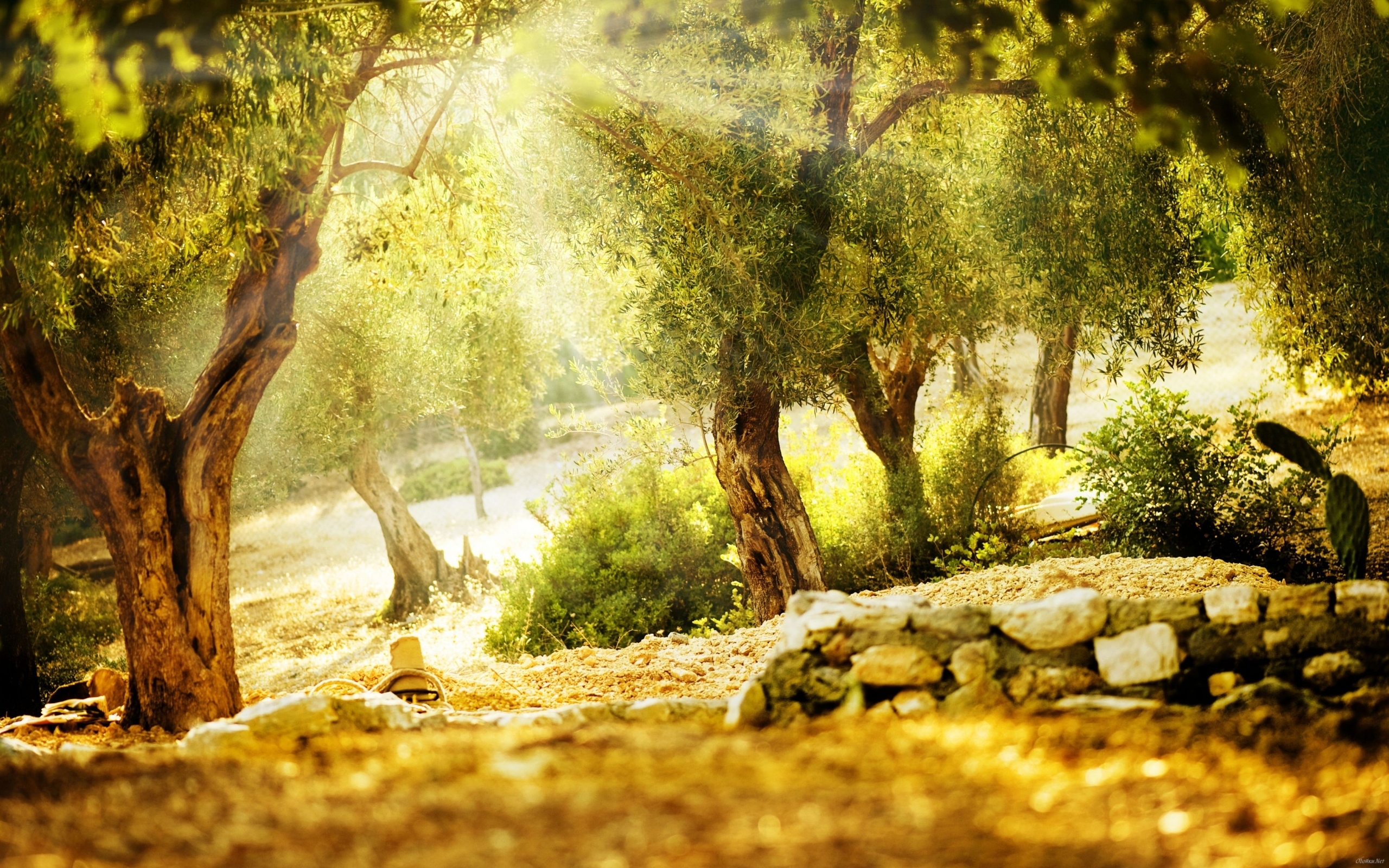 Free download wallpaper Landscape, Sun, Trees on your PC desktop