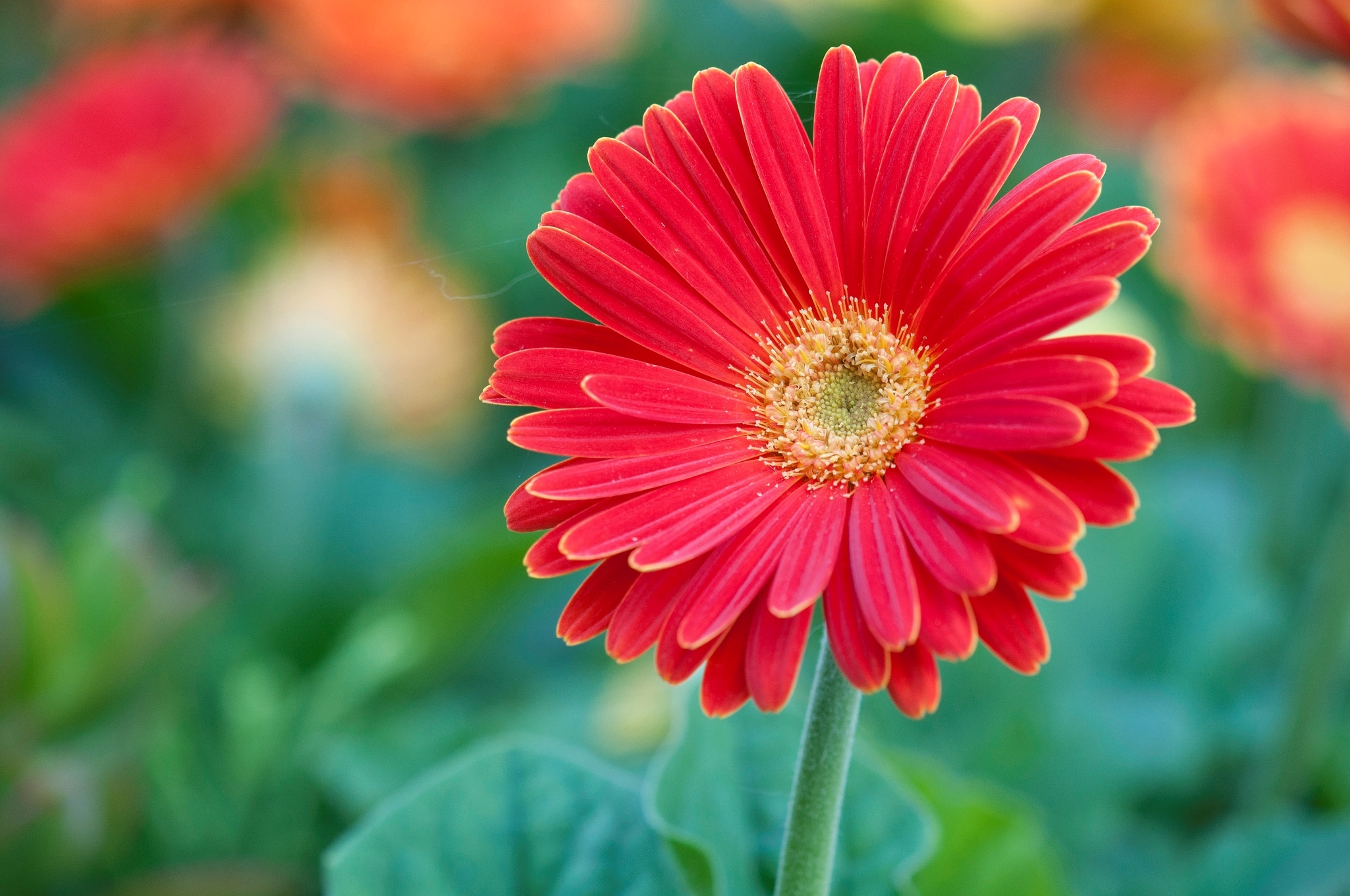 Download mobile wallpaper Nature, Flowers, Flower, Close Up, Earth, Gerbera, Red Flower for free.
