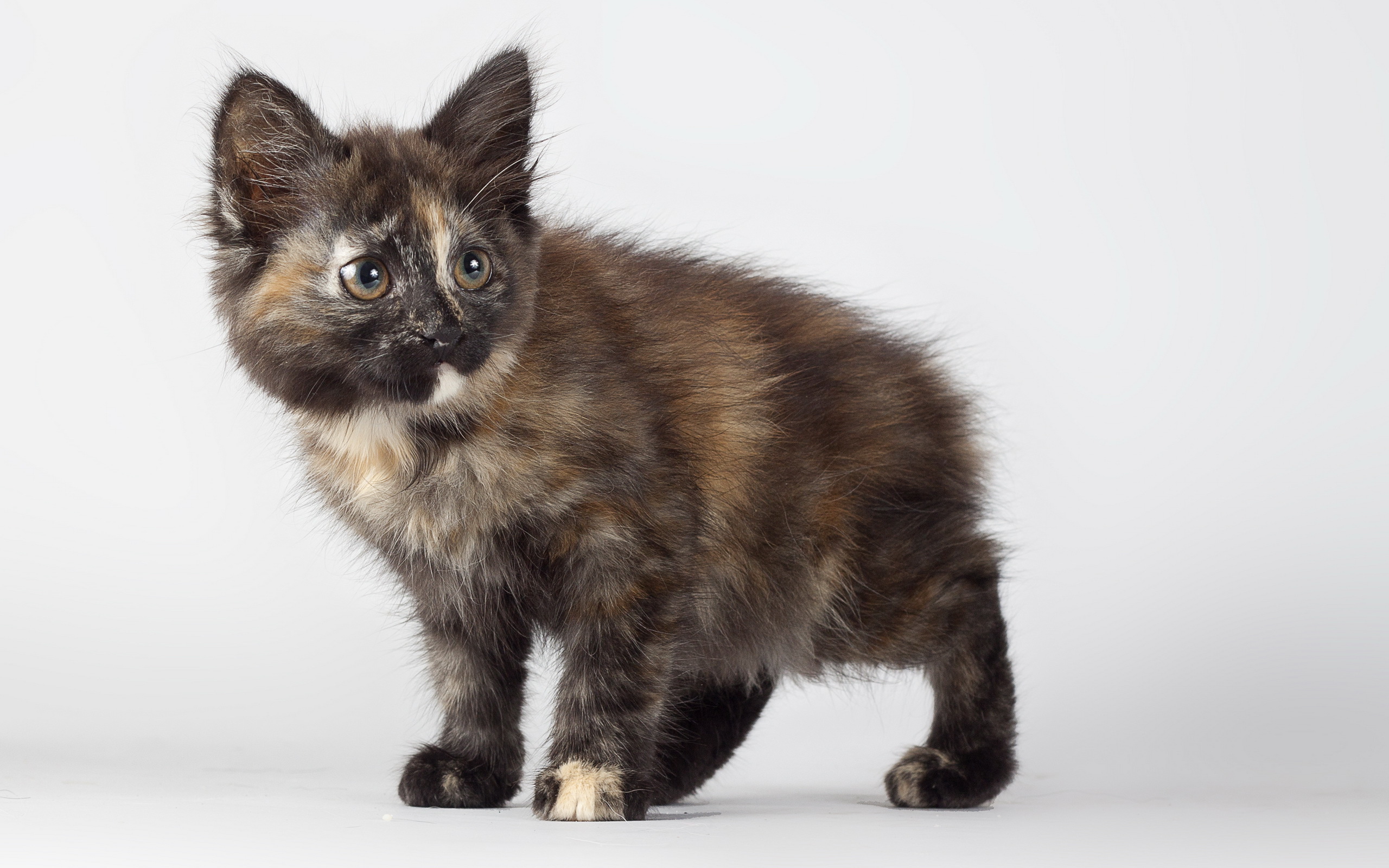 Baixe gratuitamente a imagem Animais, Gatos, Gato na área de trabalho do seu PC