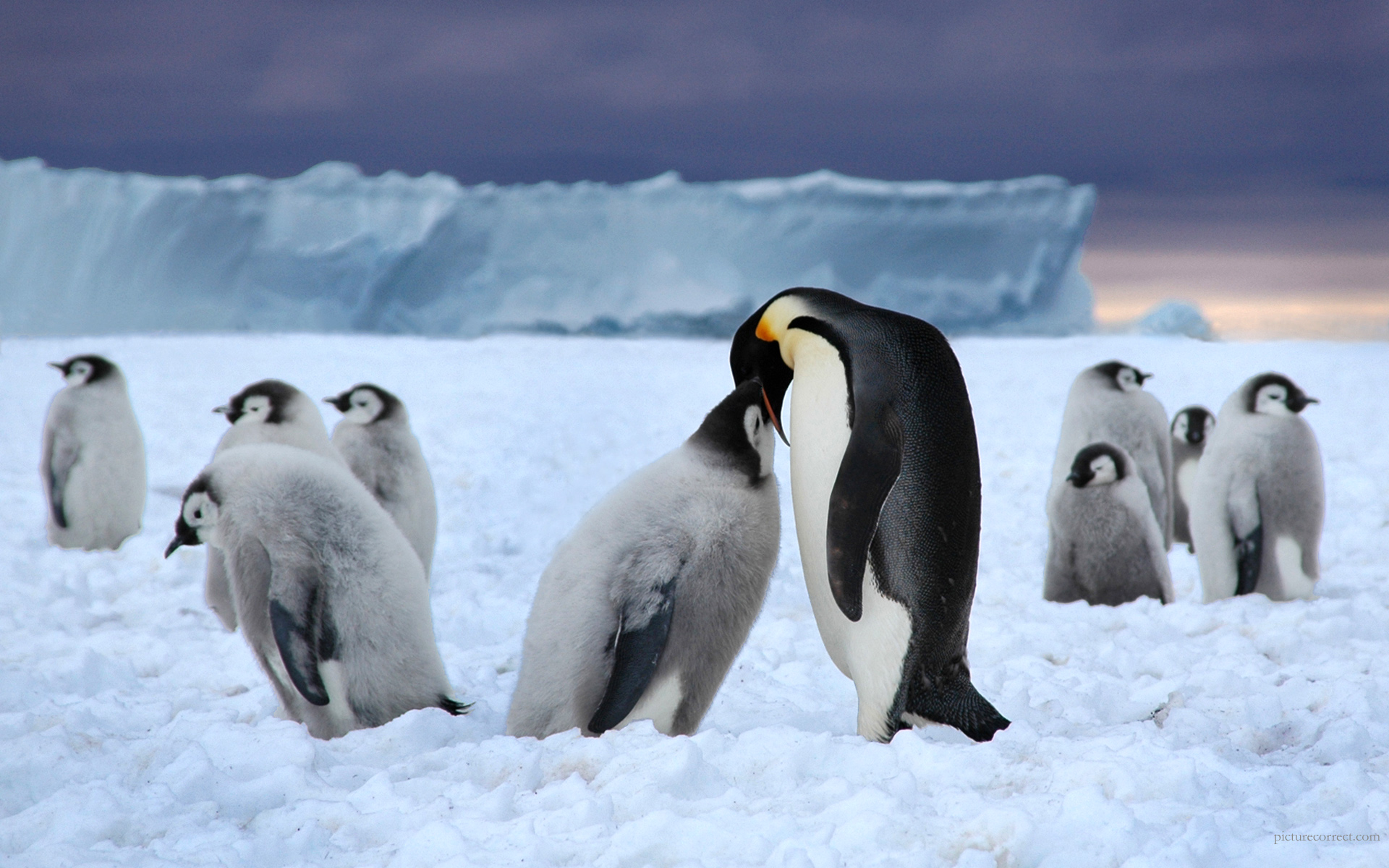 penguin, emperor penguin, animal, bird, love, birds