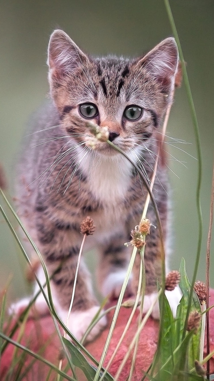 Download mobile wallpaper Cats, Cat, Kitten, Animal, Baby Animal, Stare for free.