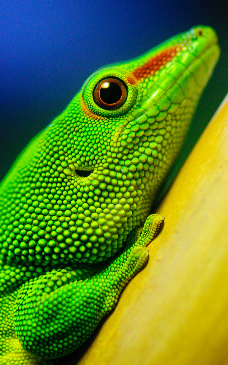 Téléchargez des papiers peints mobile Animaux, Reptiles, Gecko gratuitement.