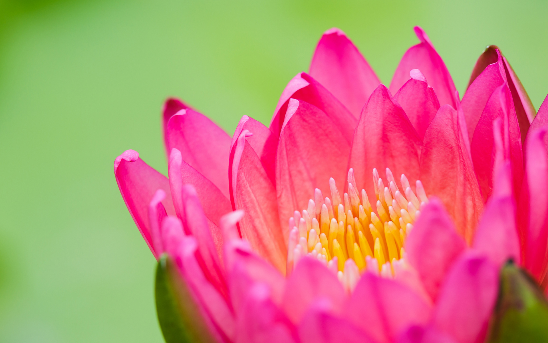 Téléchargez gratuitement l'image Lotus, Fleurs, Terre/nature sur le bureau de votre PC