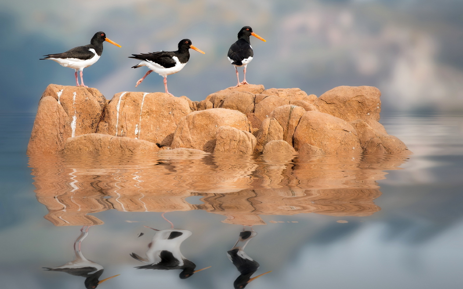 Laden Sie das Tiere, Vögel, Wasser, Vogel, Spiegelung, Austernfänger-Bild kostenlos auf Ihren PC-Desktop herunter