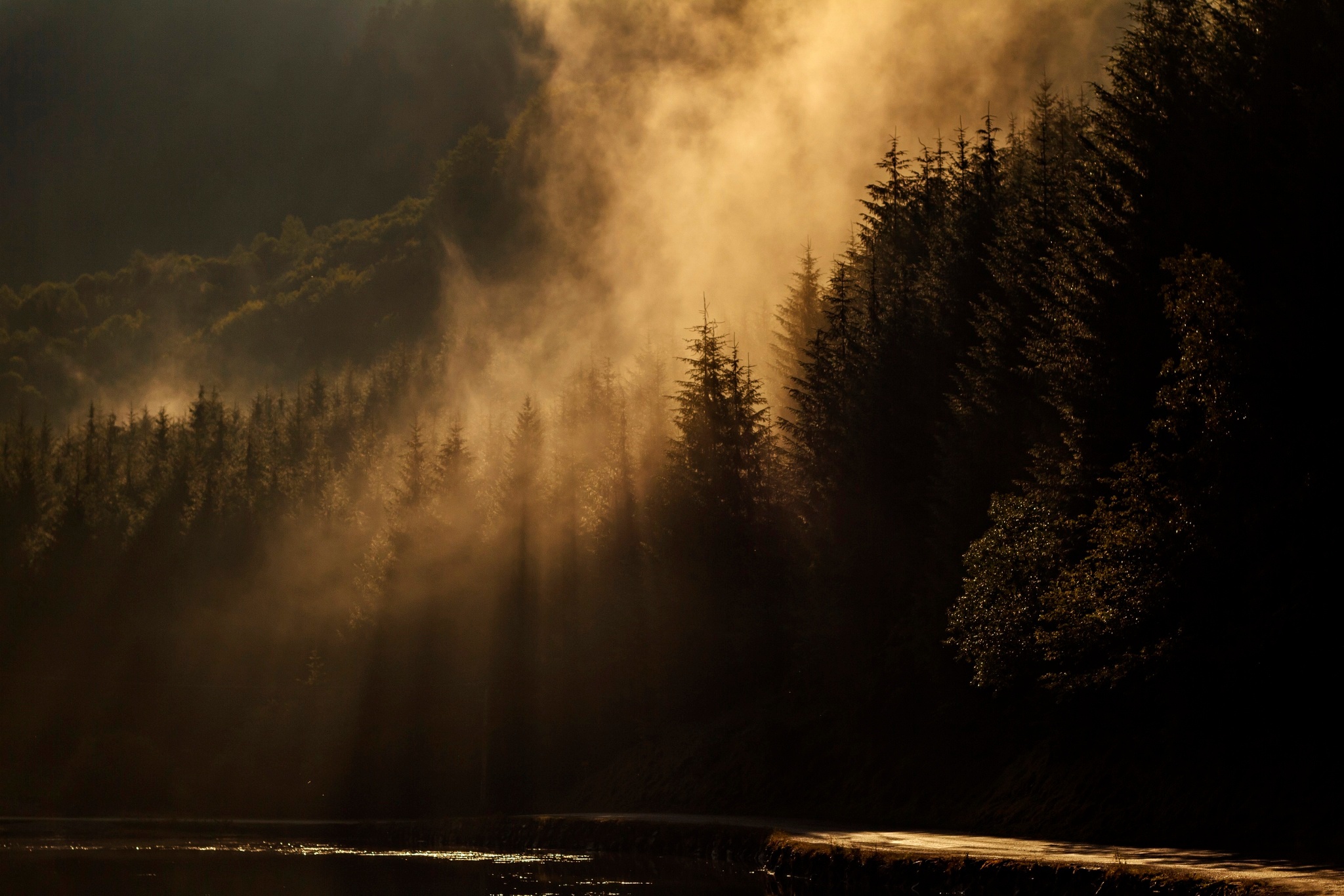 Handy-Wallpaper Natur, Wald, Baum, Nebel, Sonnenstrahl, Erde/natur kostenlos herunterladen.