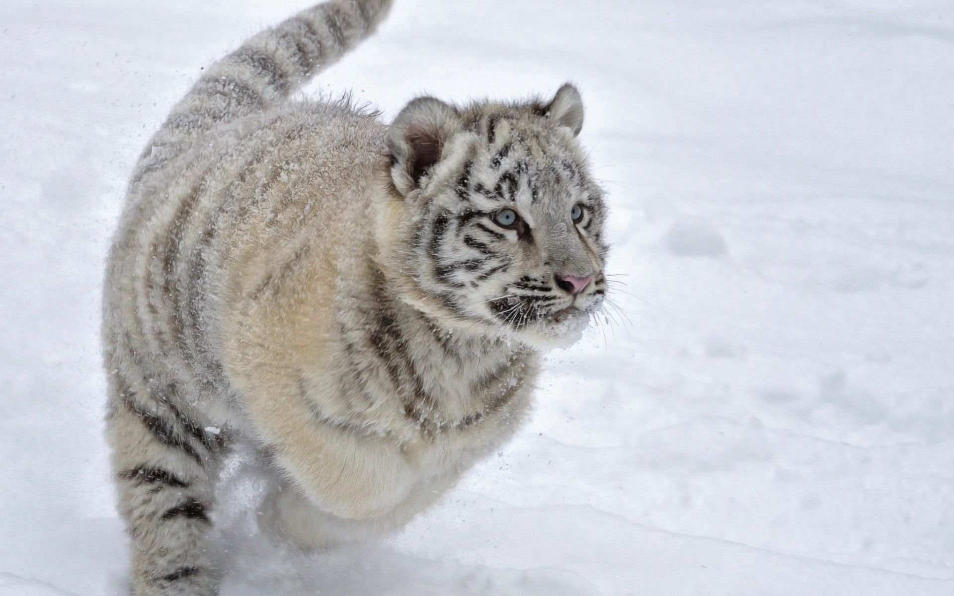 animals, winter, snow, tiger, bounce, jump, tiger cub