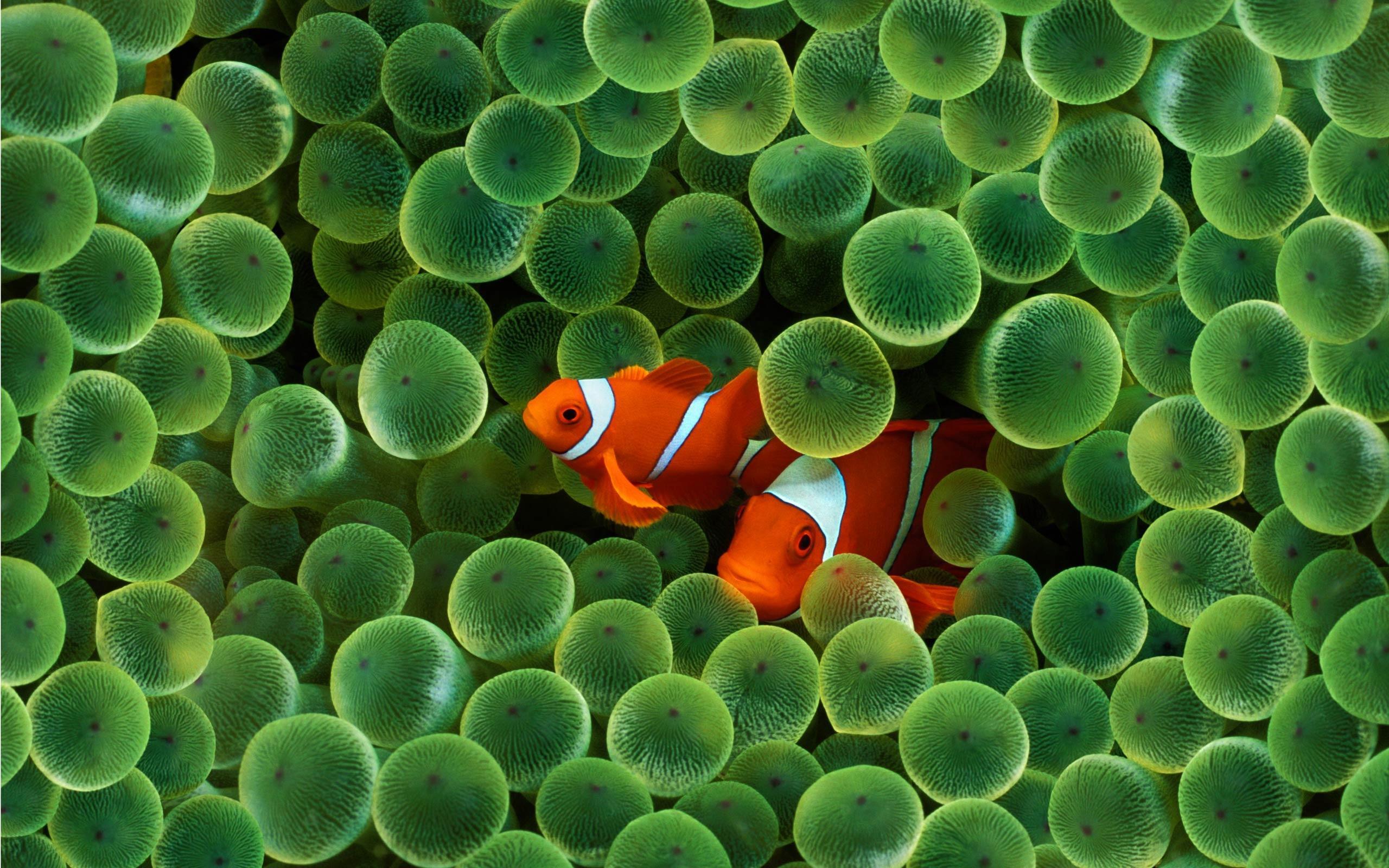 Best Clown Fish mobile Picture