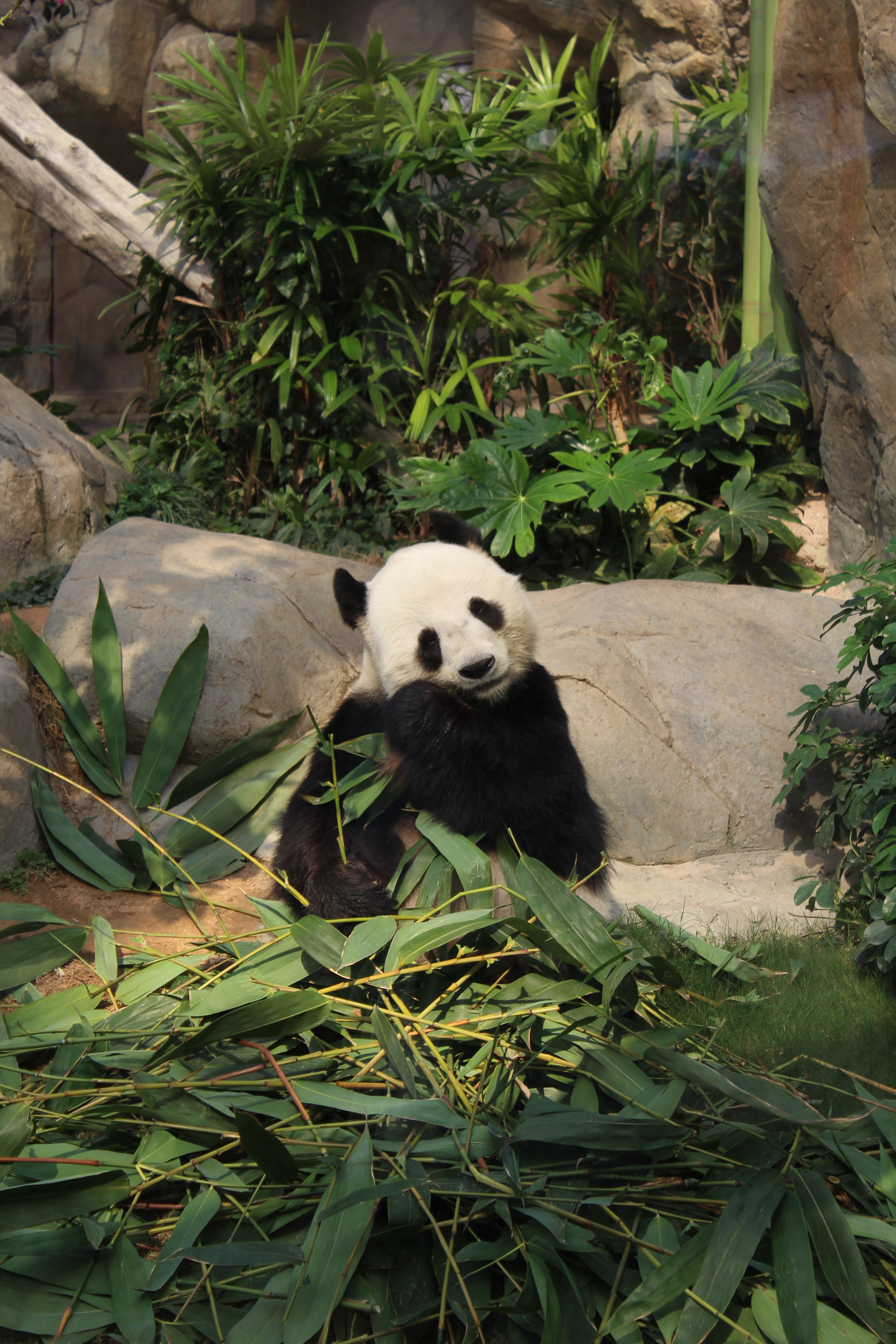 102841 скачать картинку панда, животные, животное, забавный, бамбук - обои и заставки бесплатно