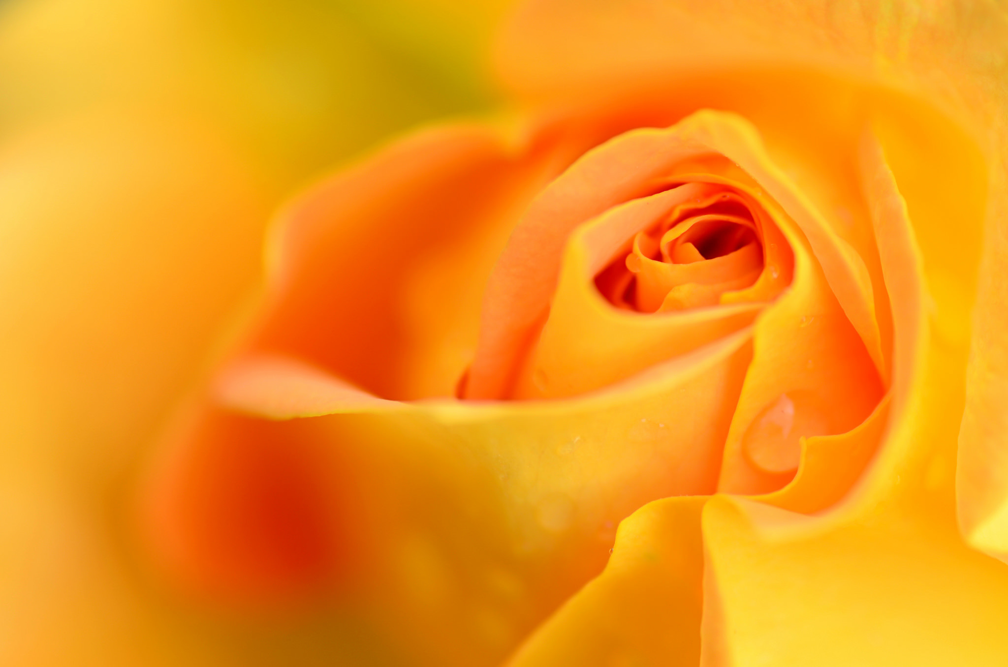 Free download wallpaper Nature, Flowers, Flower, Macro, Rose, Earth, Yellow Flower on your PC desktop