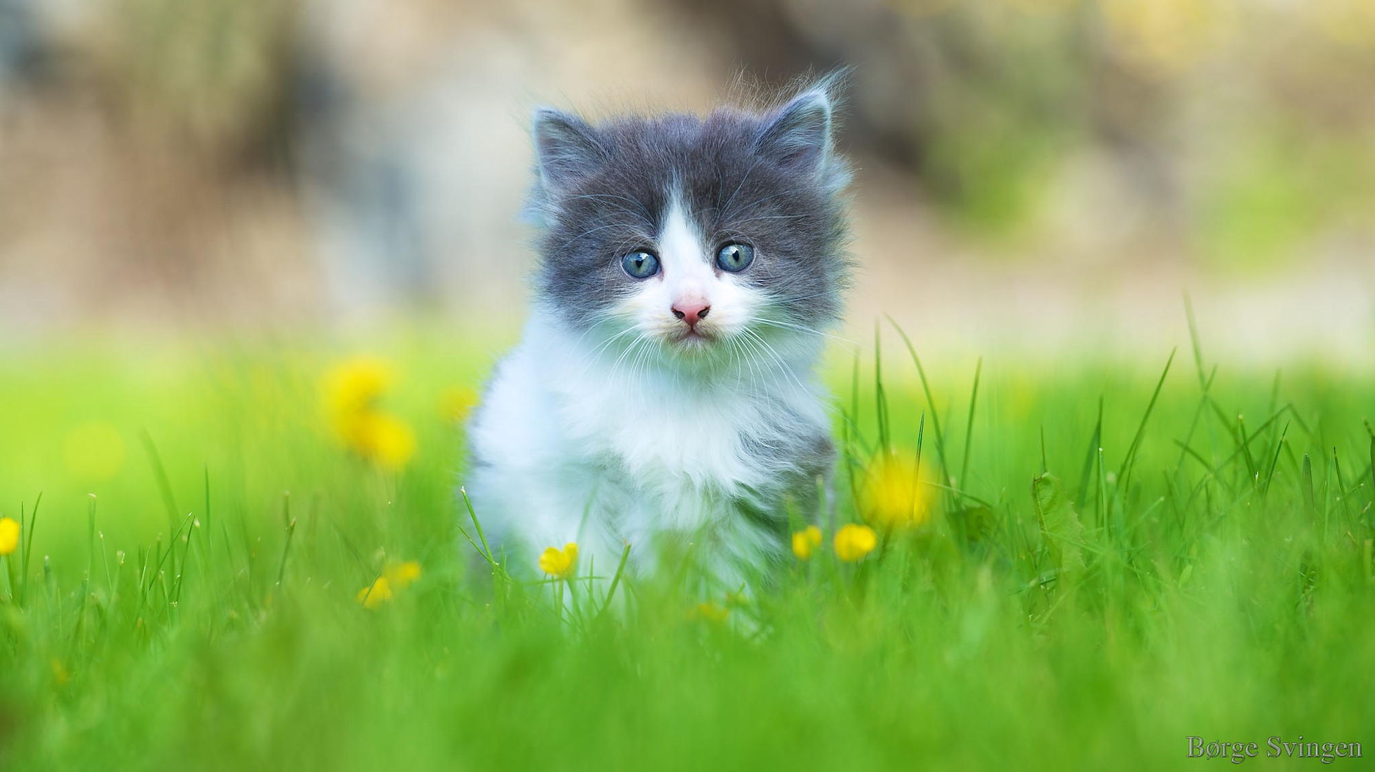384064 descargar imagen animales, gato, lindo, esponjoso, gatito, gatos: fondos de pantalla y protectores de pantalla gratis
