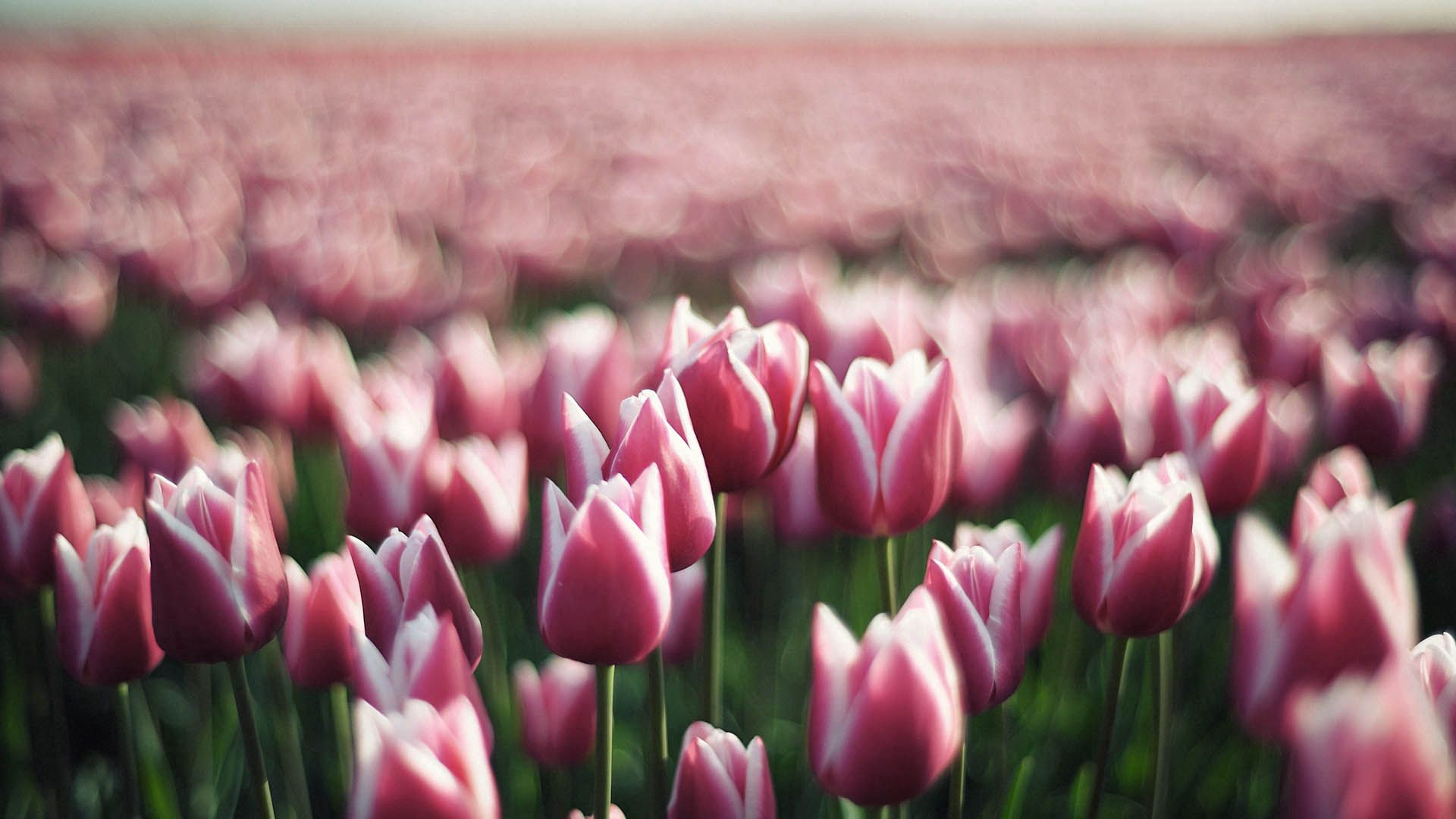111432 baixar imagens flores, tulipas, macro, tronco, talo - papéis de parede e protetores de tela gratuitamente