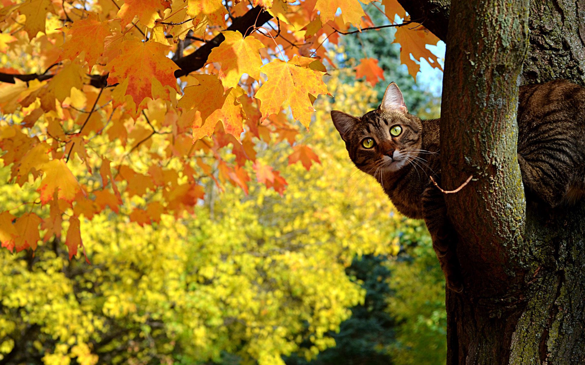 93830 скачать картинку листья, осень, животные, желтые, кот, дерево, клен, котэ, выглядывает - обои и заставки бесплатно