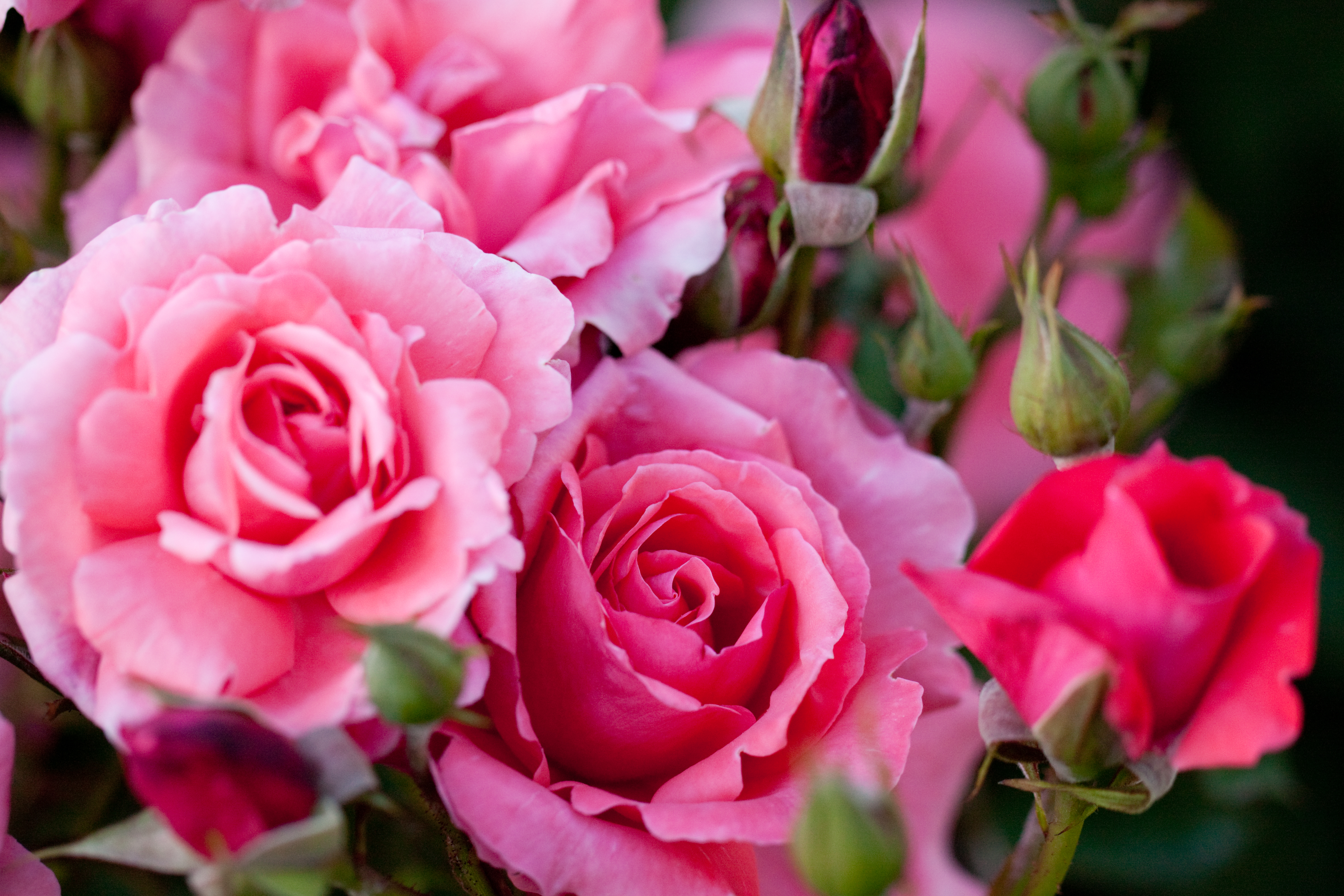 Free download wallpaper Flowers, Rose, Earth on your PC desktop