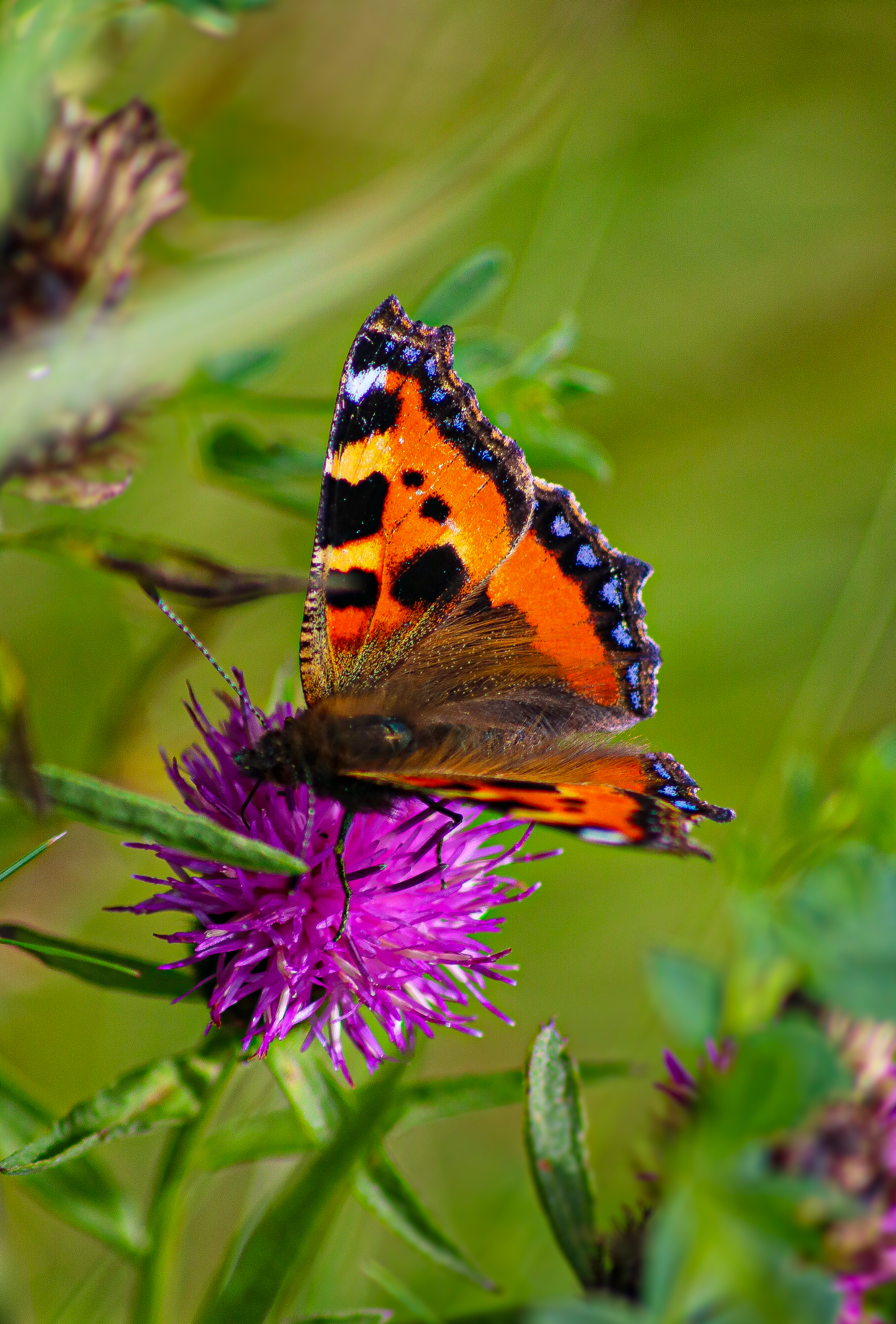 110189 скачать картинку бабочка, животные, крылья, василек, бабочка крапивница - обои и заставки бесплатно