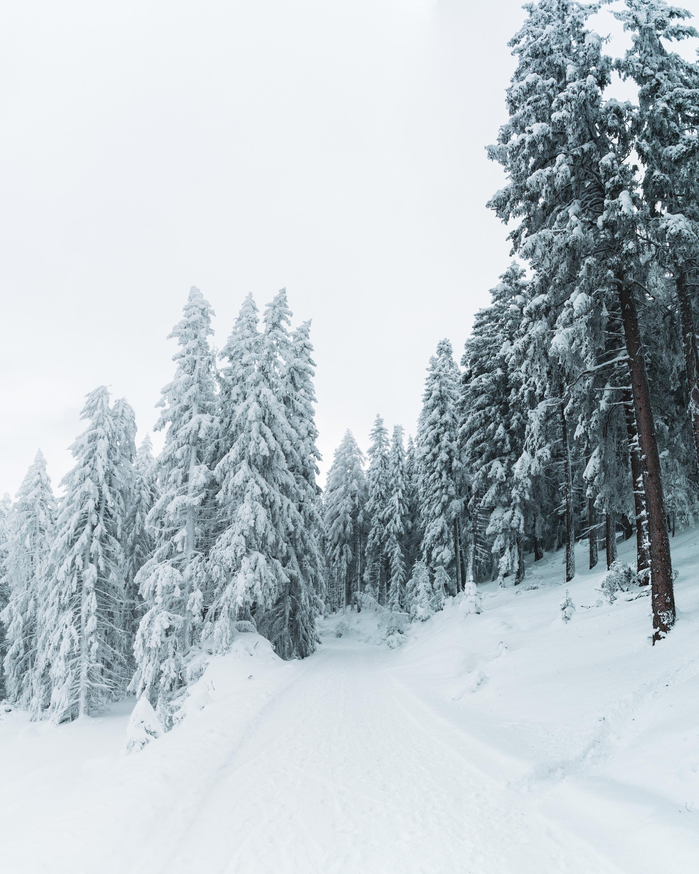 Handy-Wallpaper Bäume, Pfad, Schneebedeckt, Snowbound, Schnee, Natur, Winter kostenlos herunterladen.