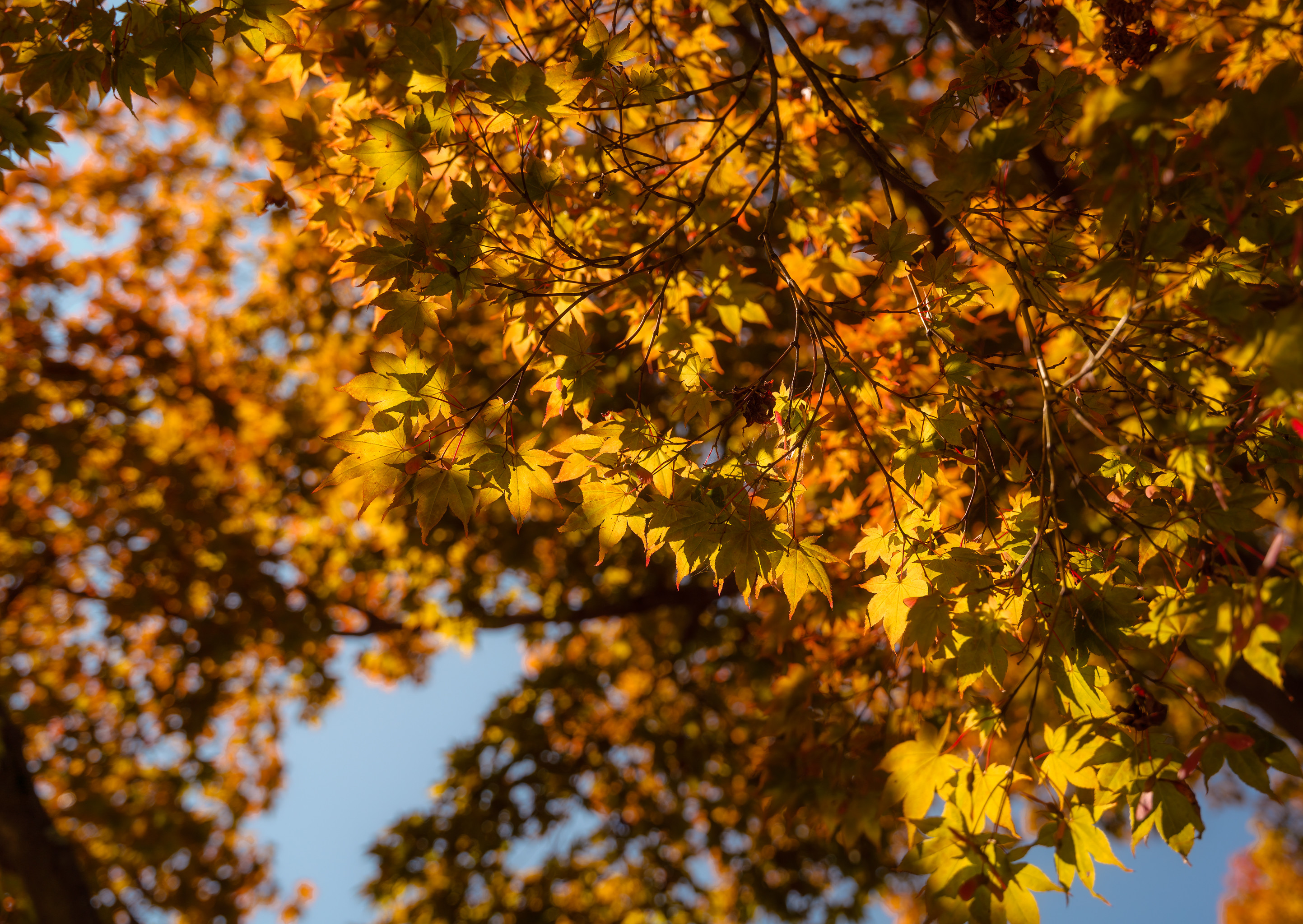 HD wallpaper branch, maple, autumn, nature, leaves