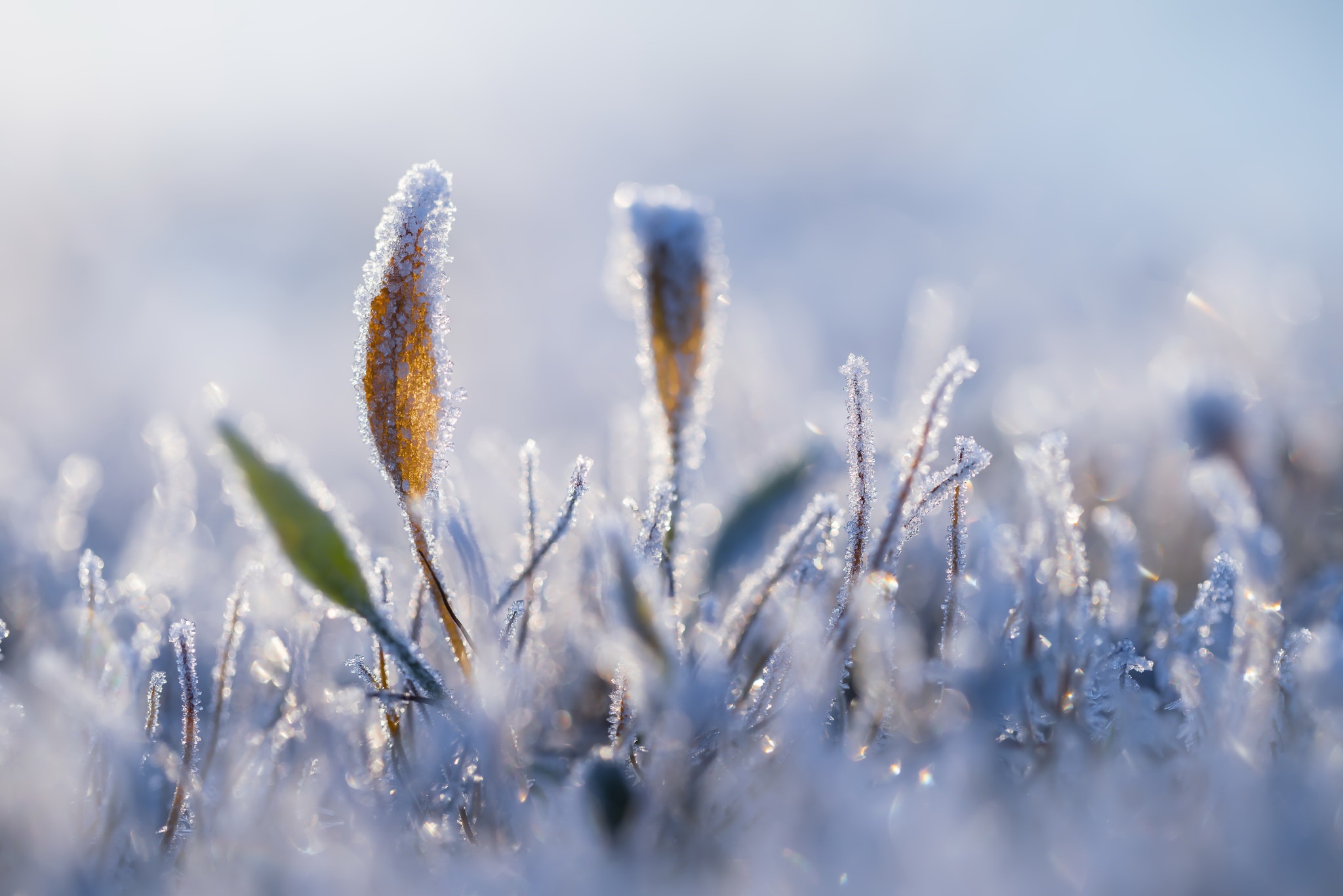 Free download wallpaper Winter, Nature, Plant, Earth, Frozen on your PC desktop