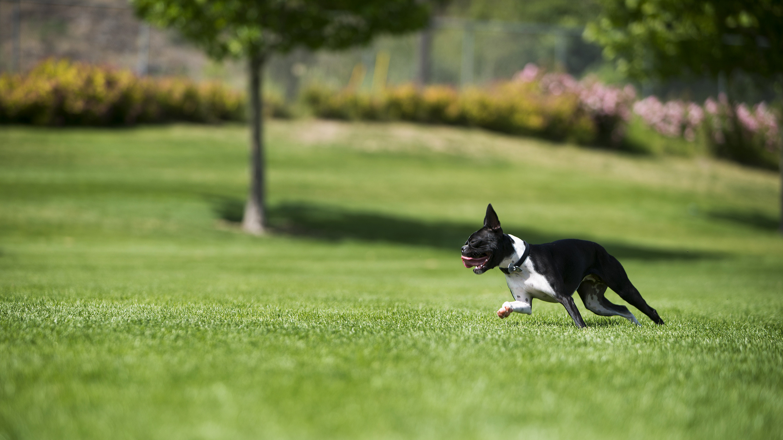 PCデスクトップに動物, 犬画像を無料でダウンロード