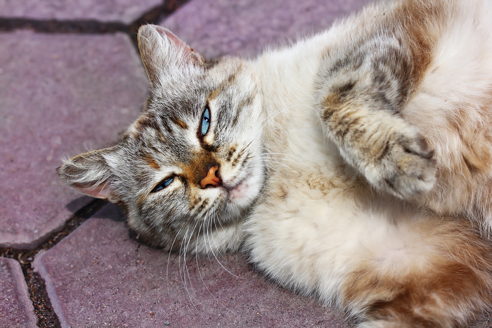 Descarga gratuita de fondo de pantalla para móvil de Gato, Gatos, Animales.