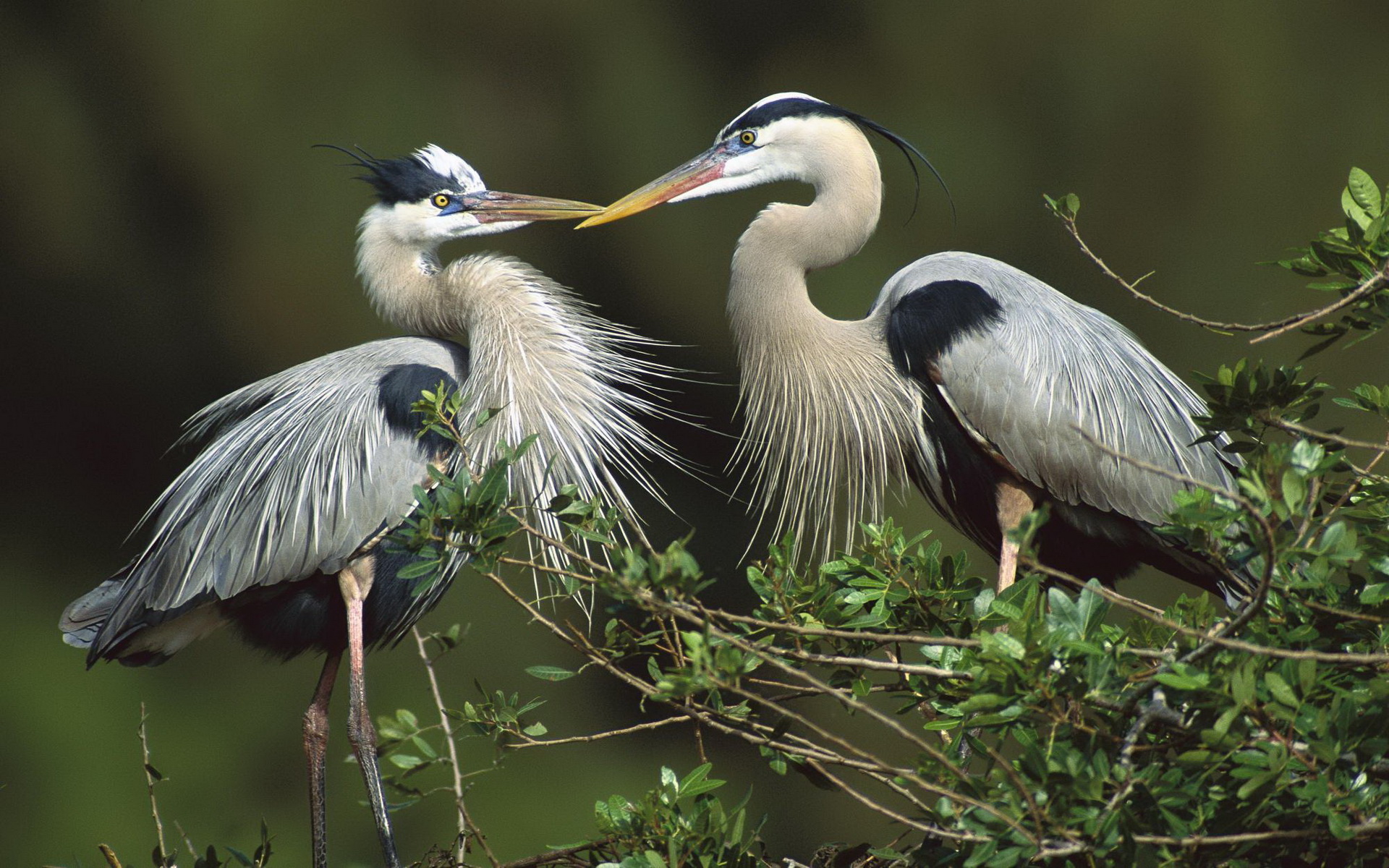 Téléchargez des papiers peints mobile Animaux, Oiseau, Des Oiseaux gratuitement.