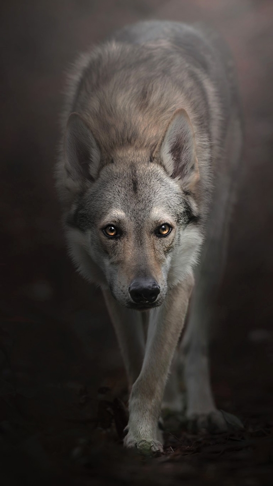 Download mobile wallpaper Dogs, Animal, Czechoslovakian Wolfdog, Wolfdog for free.
