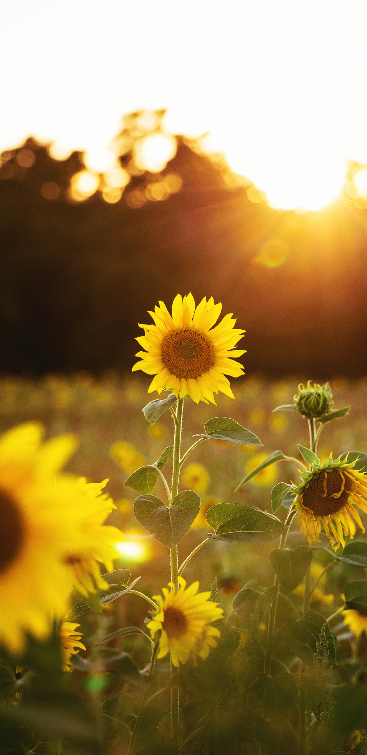 Download mobile wallpaper Flowers, Summer, Flower, Earth, Sunflower, Yellow Flower for free.