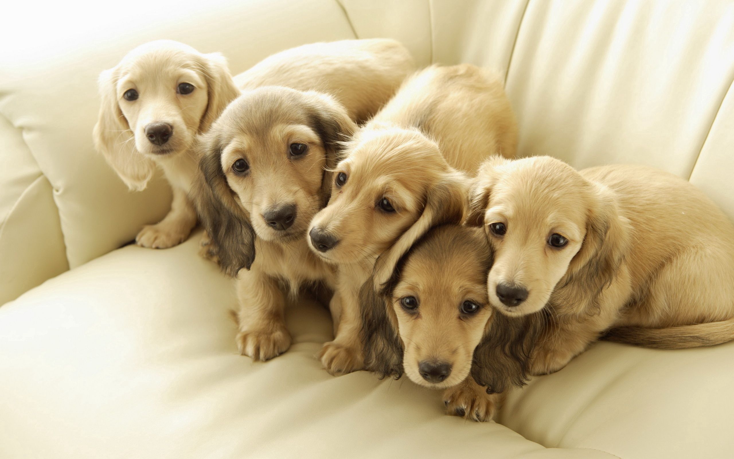 110761画像をダウンロード子犬, 動物, ドッグ, 友達, フレンズ-壁紙とスクリーンセーバーを無料で