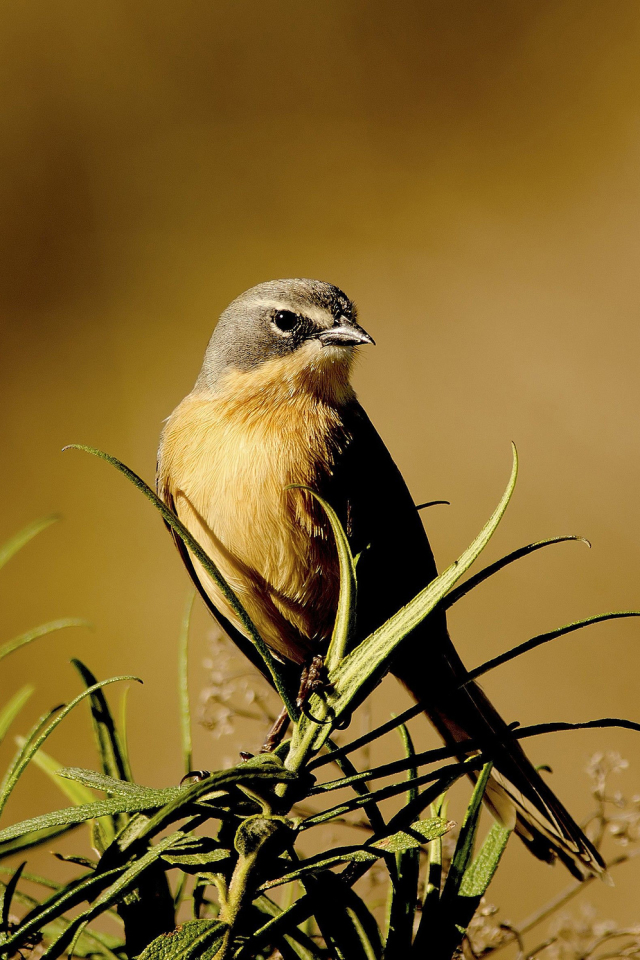 Descarga gratuita de fondo de pantalla para móvil de Animales, Aves, Ave.