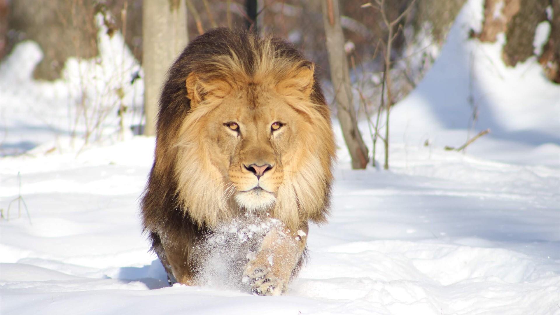 Free download wallpaper Cats, Snow, Lion, Animal on your PC desktop