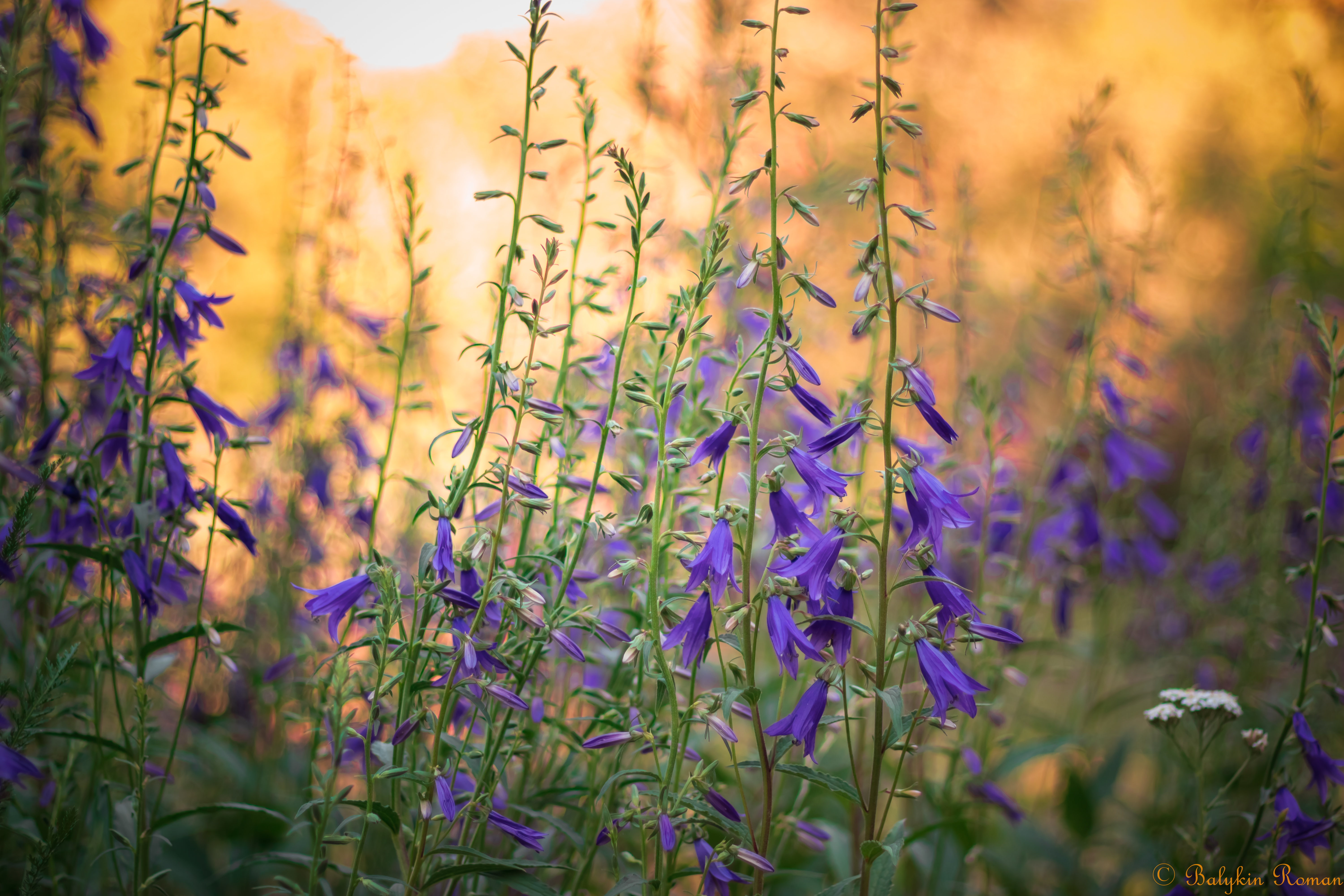 Descarga gratis la imagen Flores, Flor, Tierra/naturaleza en el escritorio de tu PC