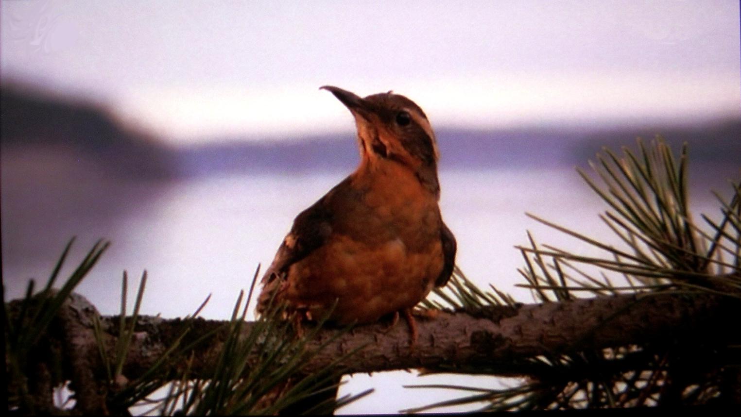 Téléchargez des papiers peints mobile Animaux, Oiseau, Des Oiseaux gratuitement.