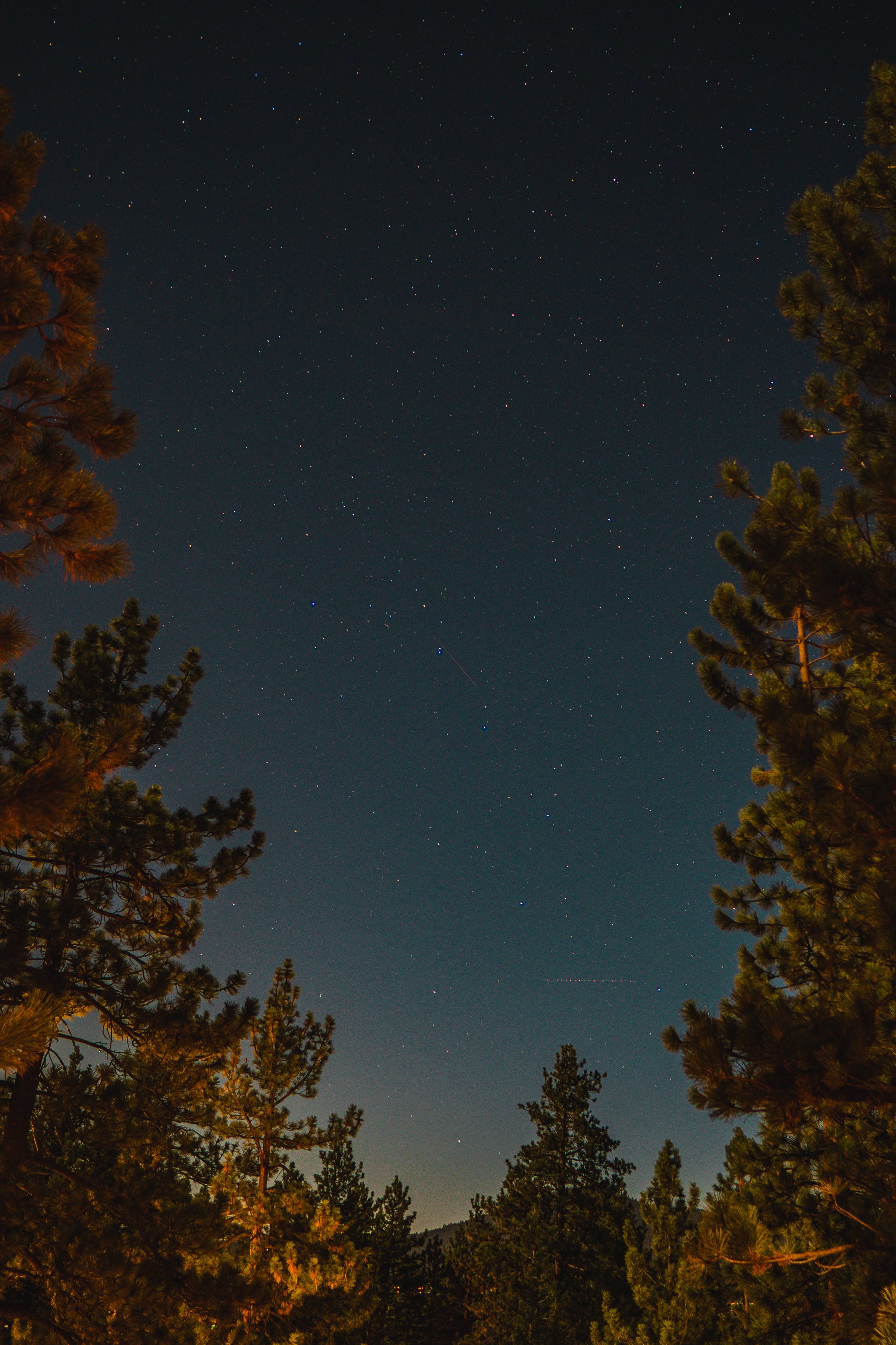 Download mobile wallpaper Spruce, Fir, Branches, Stars, Nature, Night, Starry Sky for free.