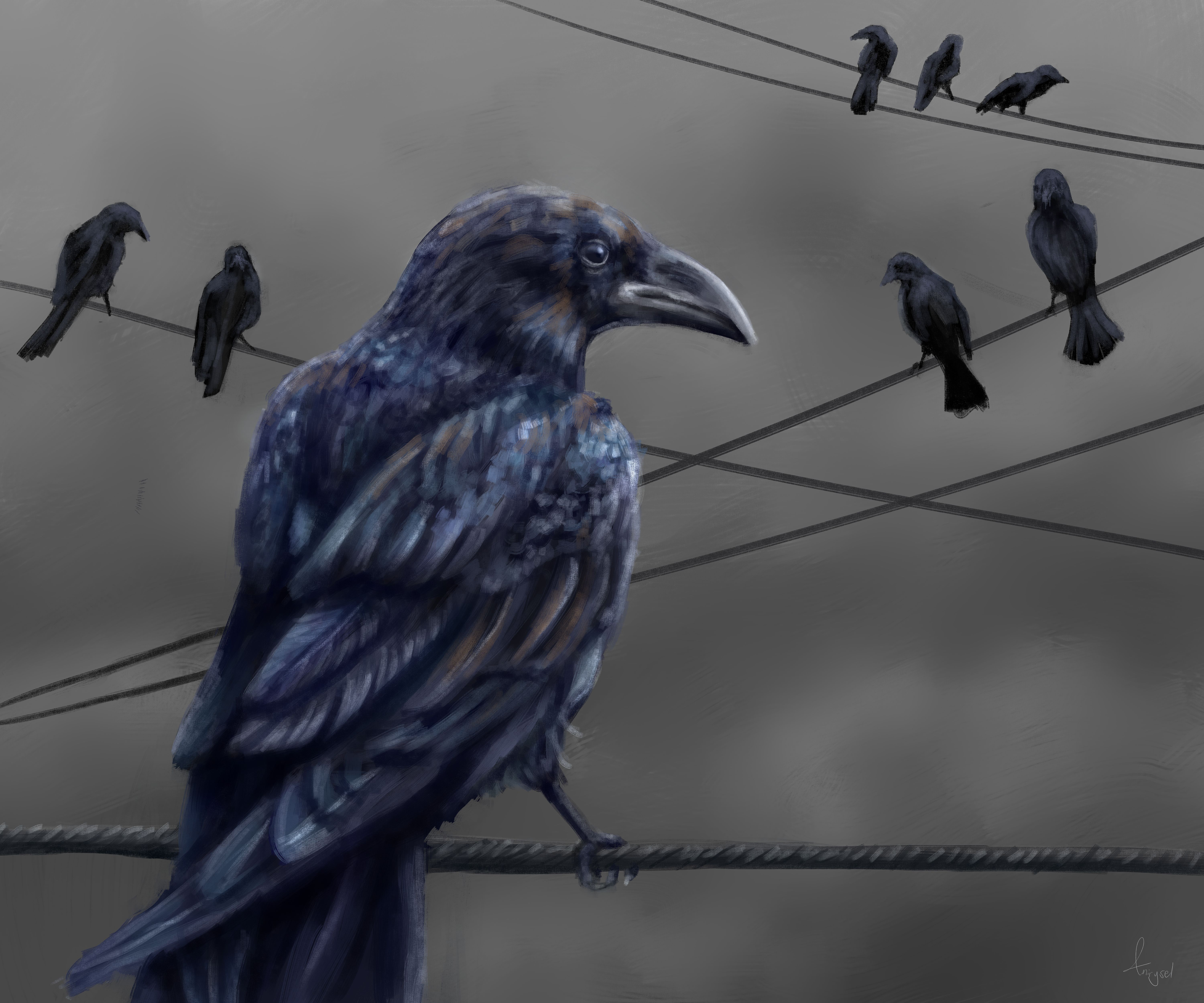 raven, art, feather, bird, wire