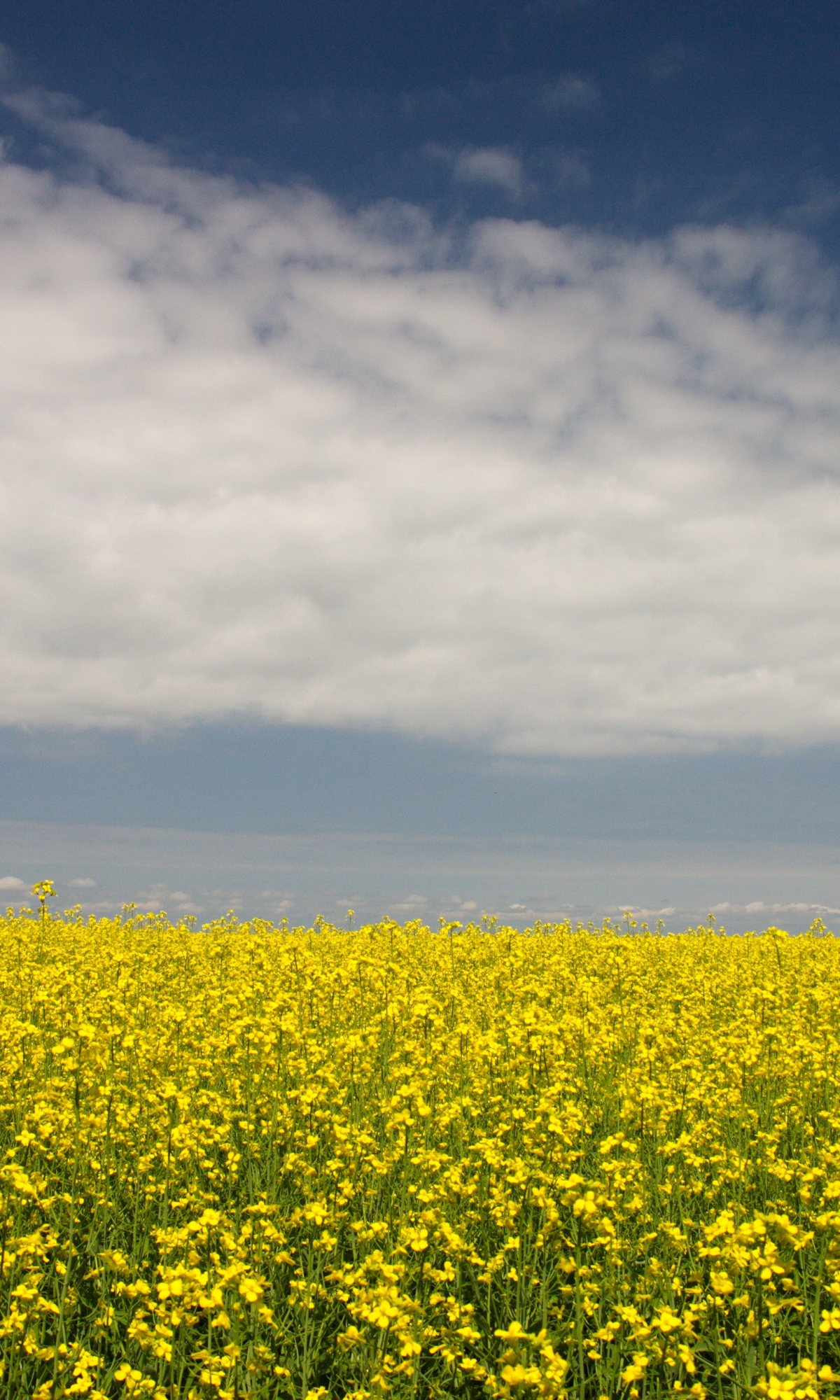 Download mobile wallpaper Earth, Yellow Flower, Rapeseed for free.