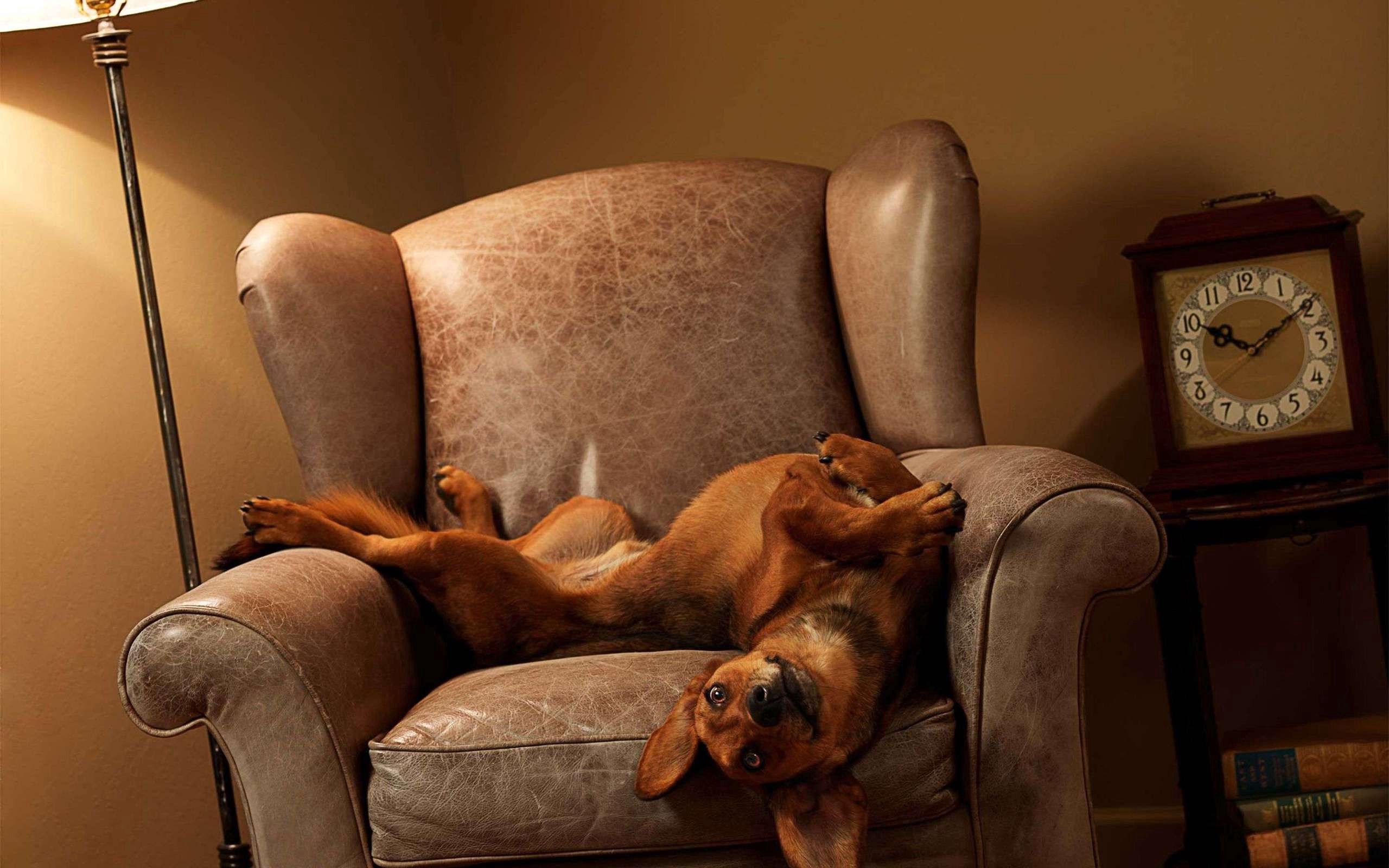 animals, to lie down, lie, dog, playful, armchair 8K