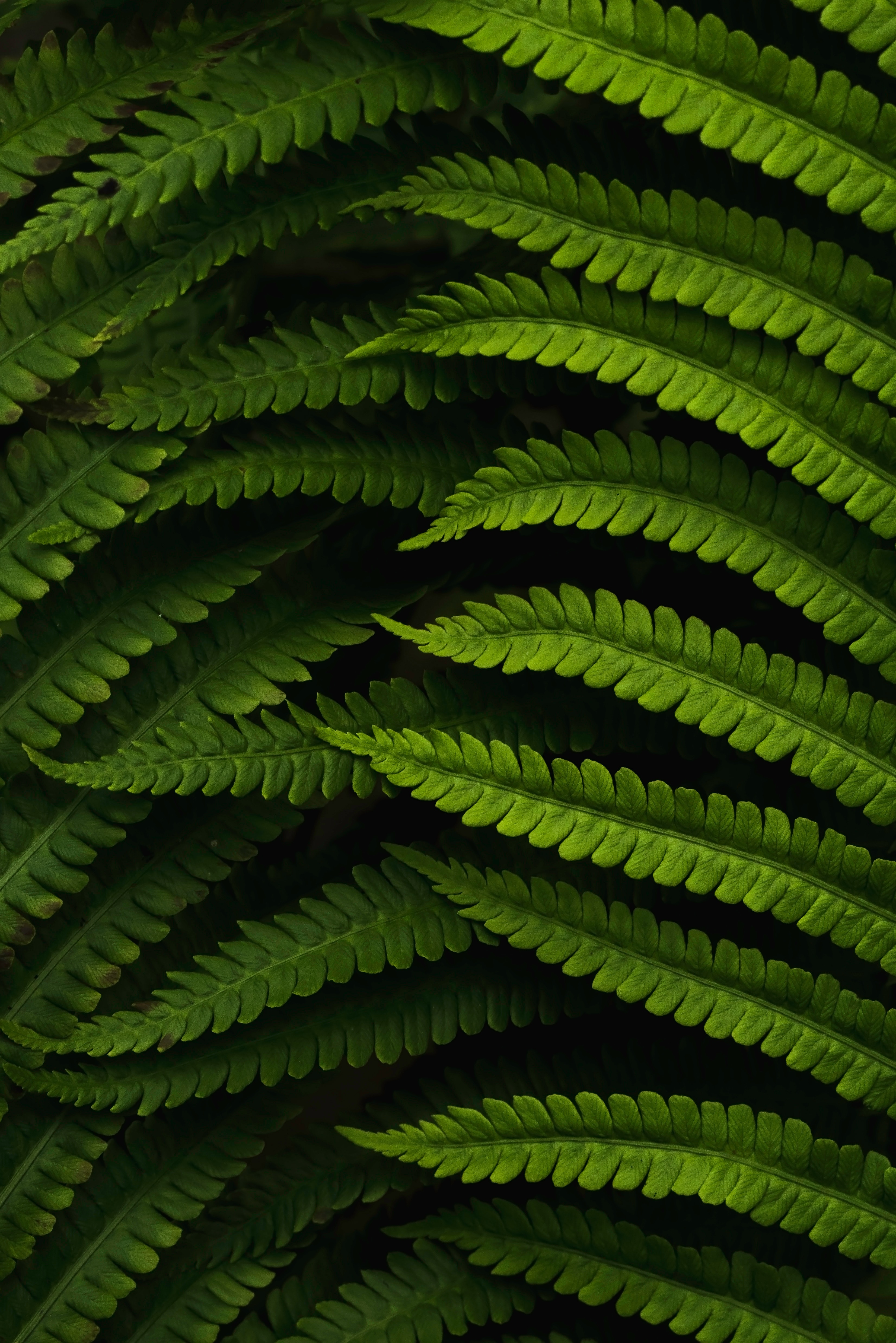 leaves, green, macro, fern QHD