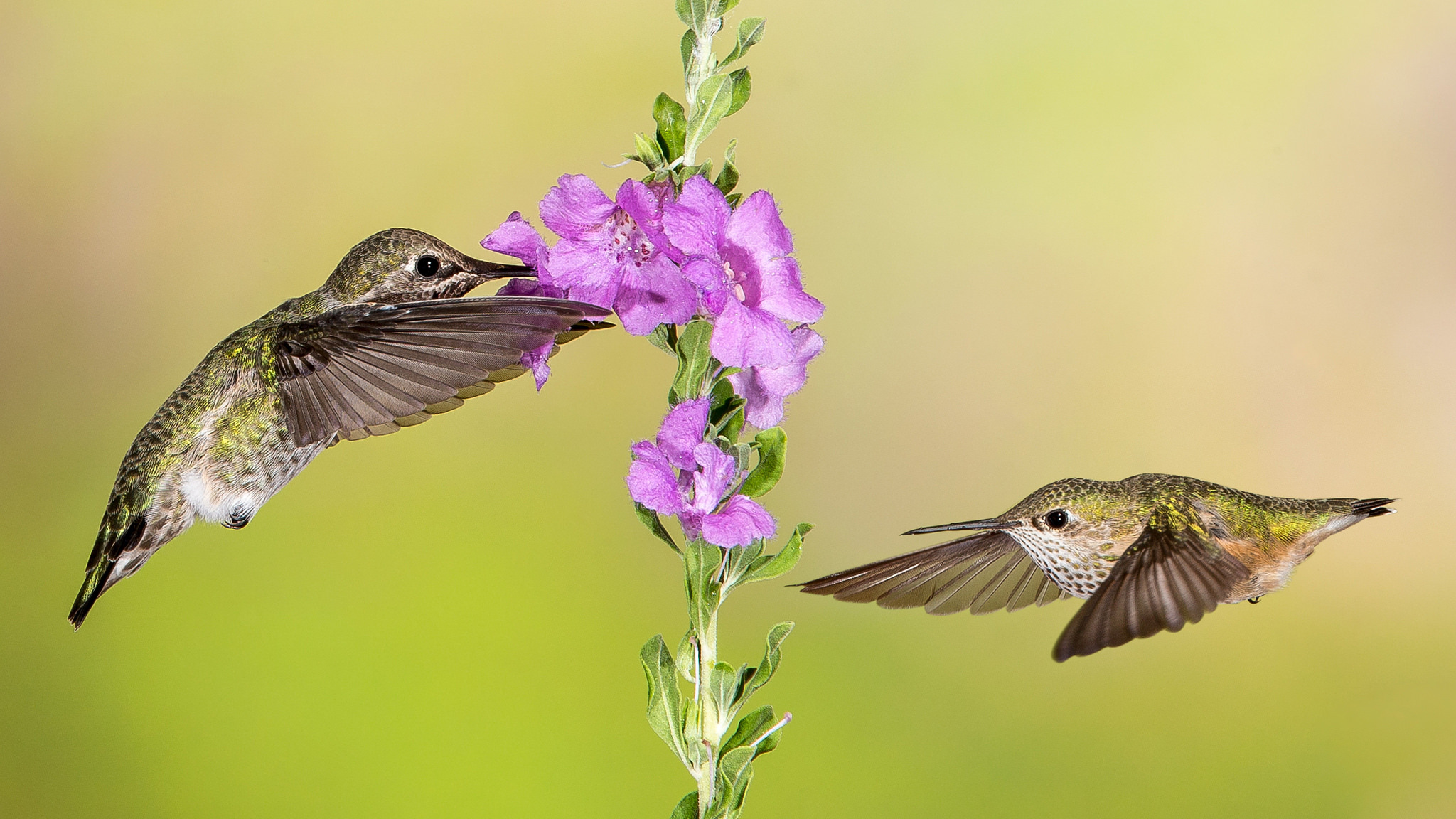 Download mobile wallpaper Birds, Bird, Animal, Purple Flower, Hummingbird for free.