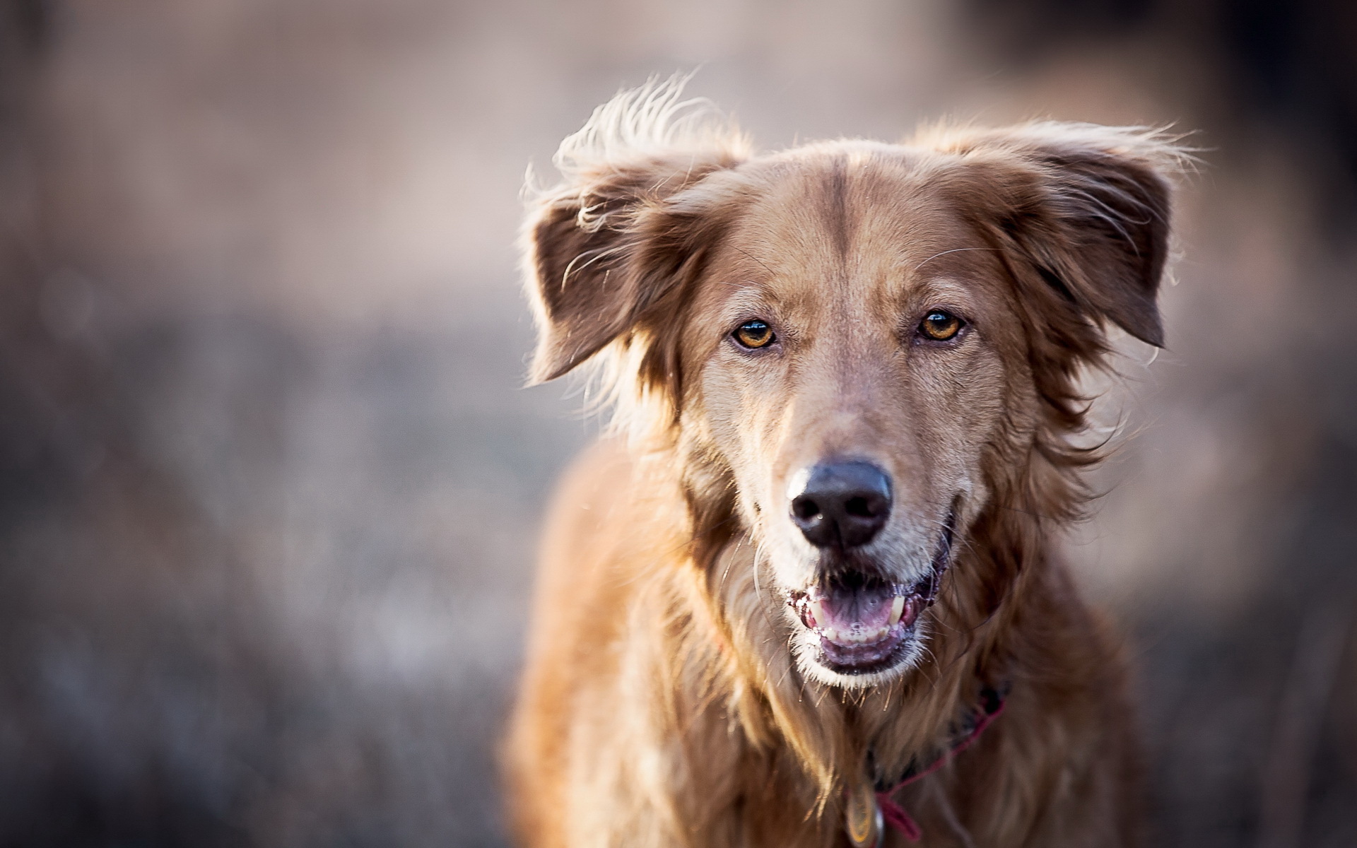 PCデスクトップに犬, 動物画像を無料でダウンロード